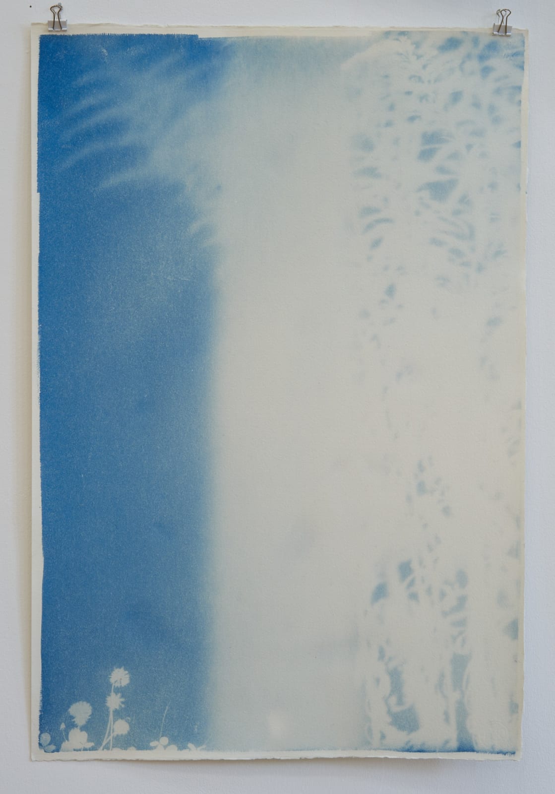 Silke Schatz, bellis perennis I und solidago canadensis, 2021