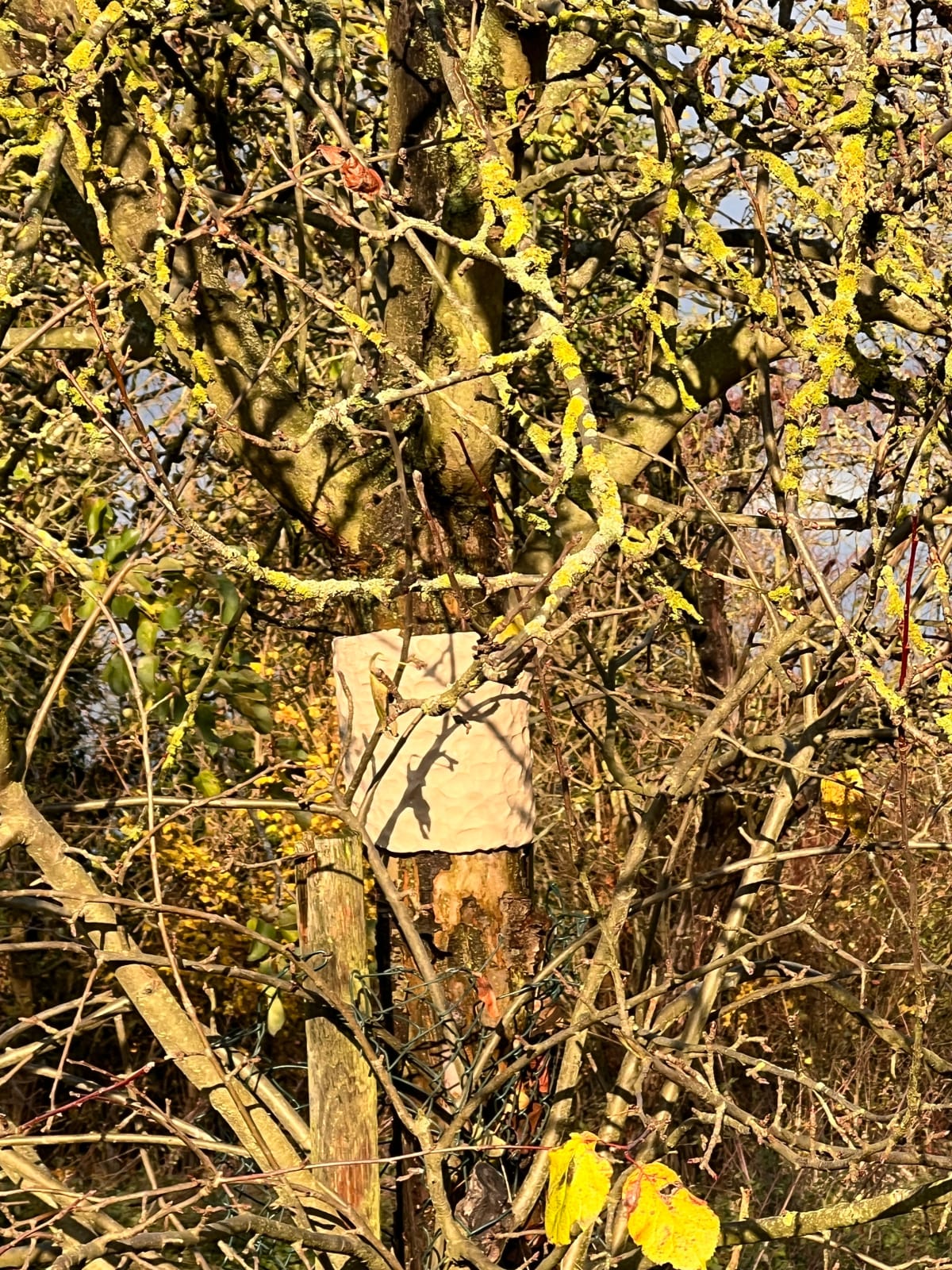 Silke Schatz, Malus VI, 28.11.2023, 2024