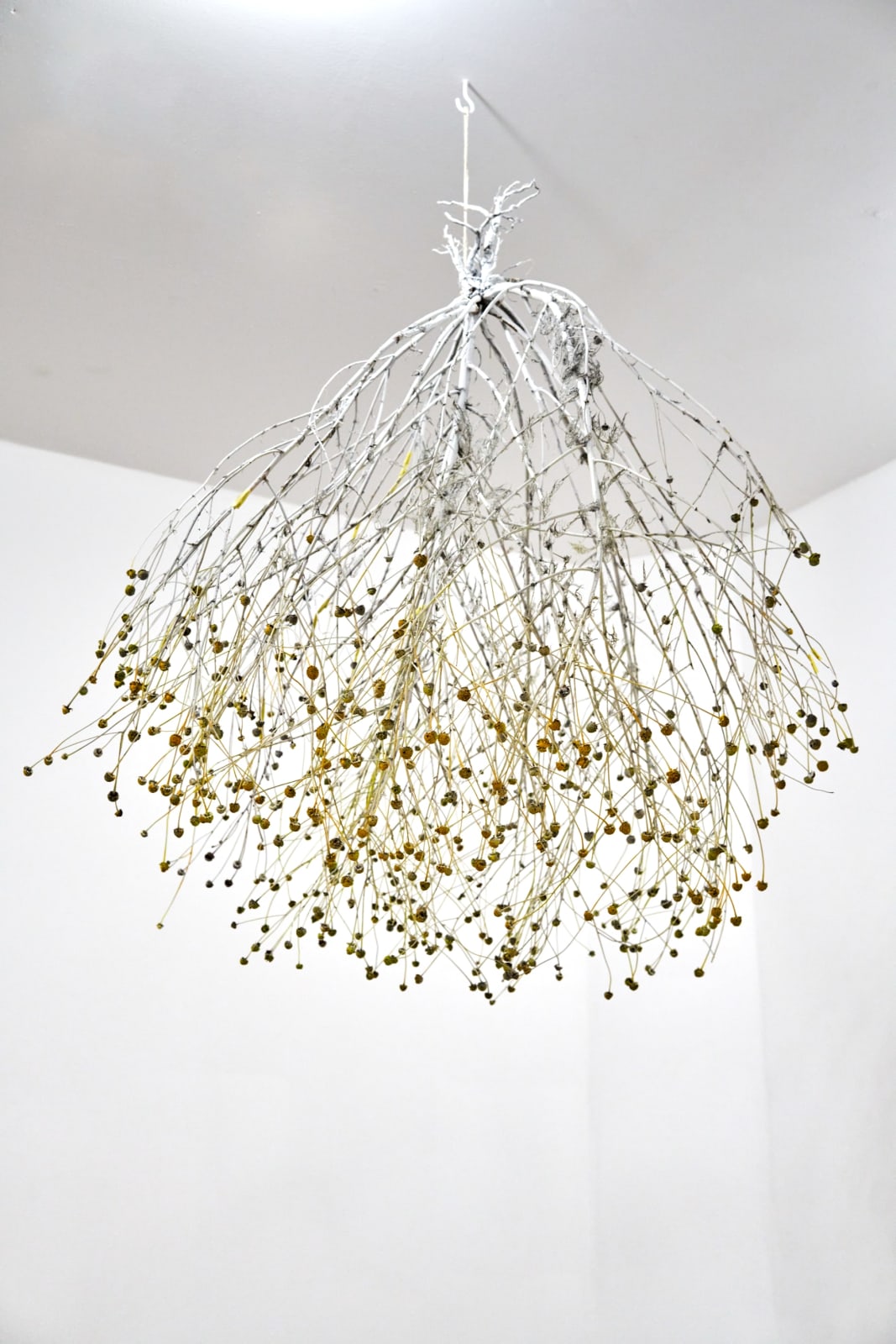Silke Schatz, Matricaria chamomilla, 2021