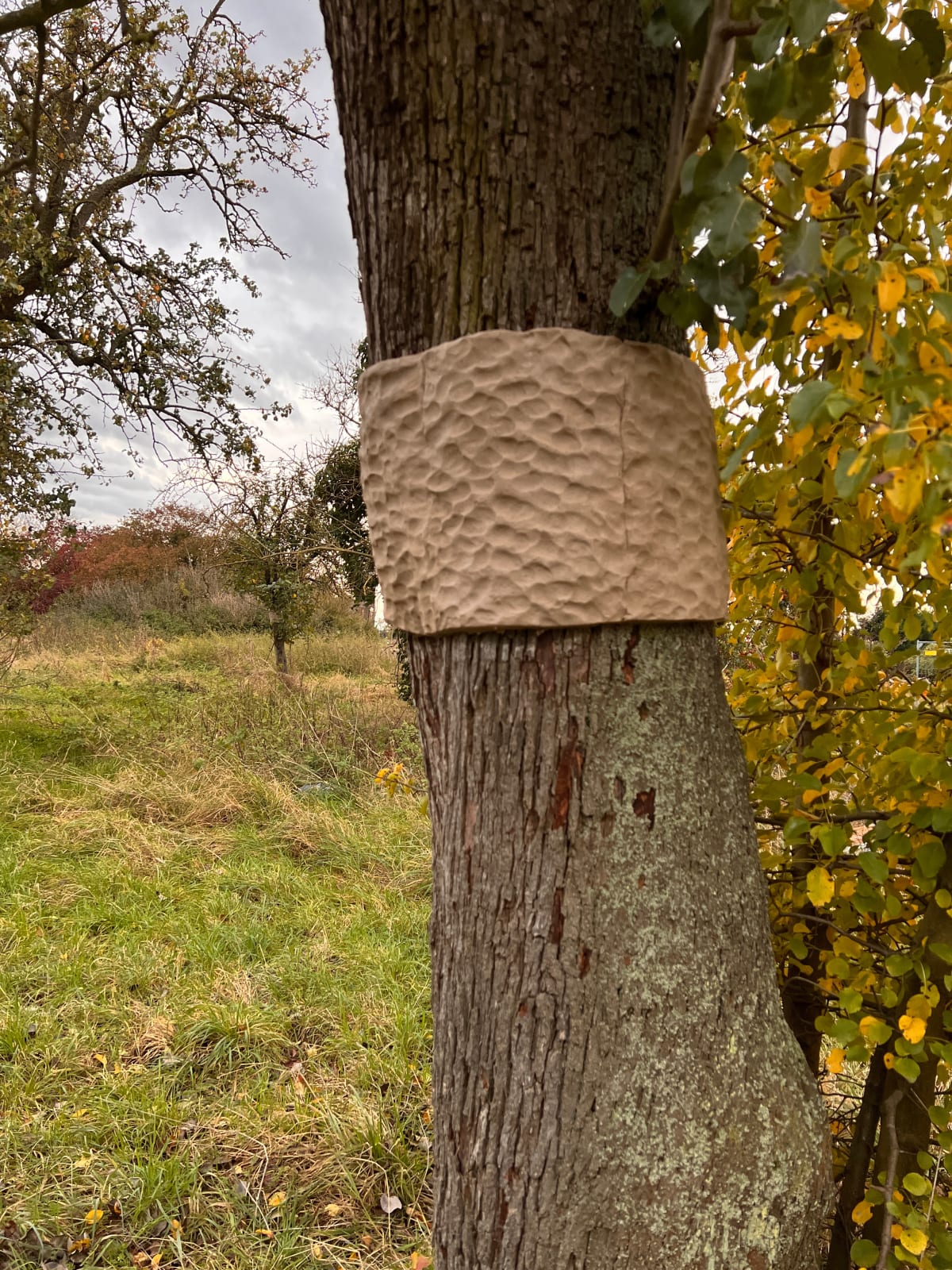 Silke Schatz, Pyrus I, 12.11.2023, 2024