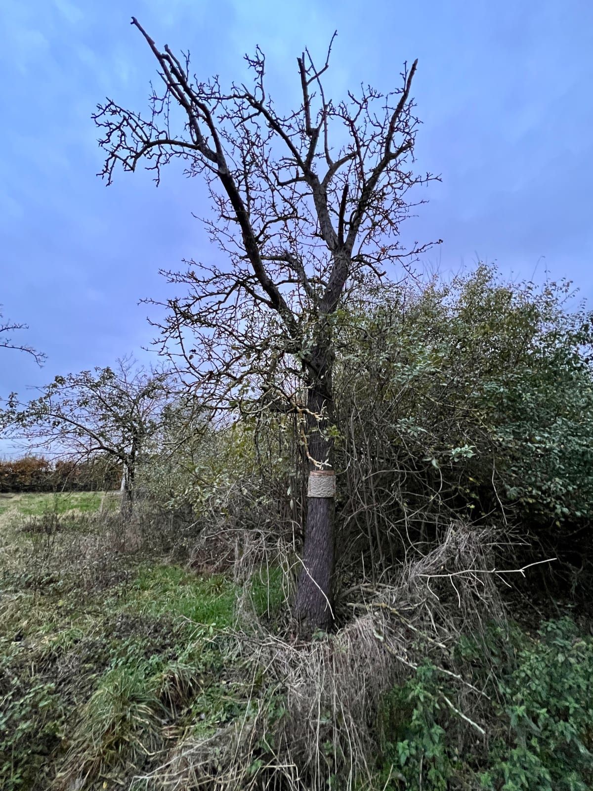 Silke Schatz, Pyrus IV, 16.11.2023, 2024