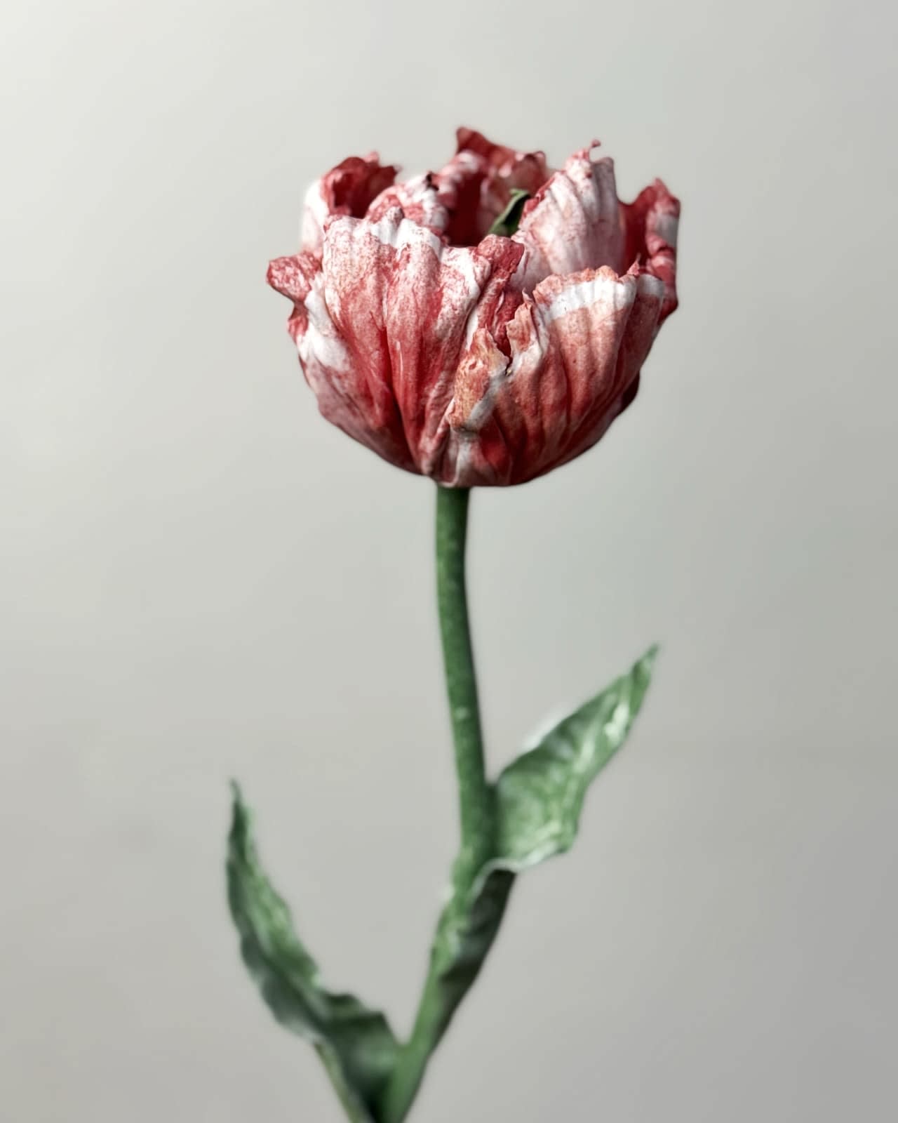 Anna Volkova, Red White Tulip closed