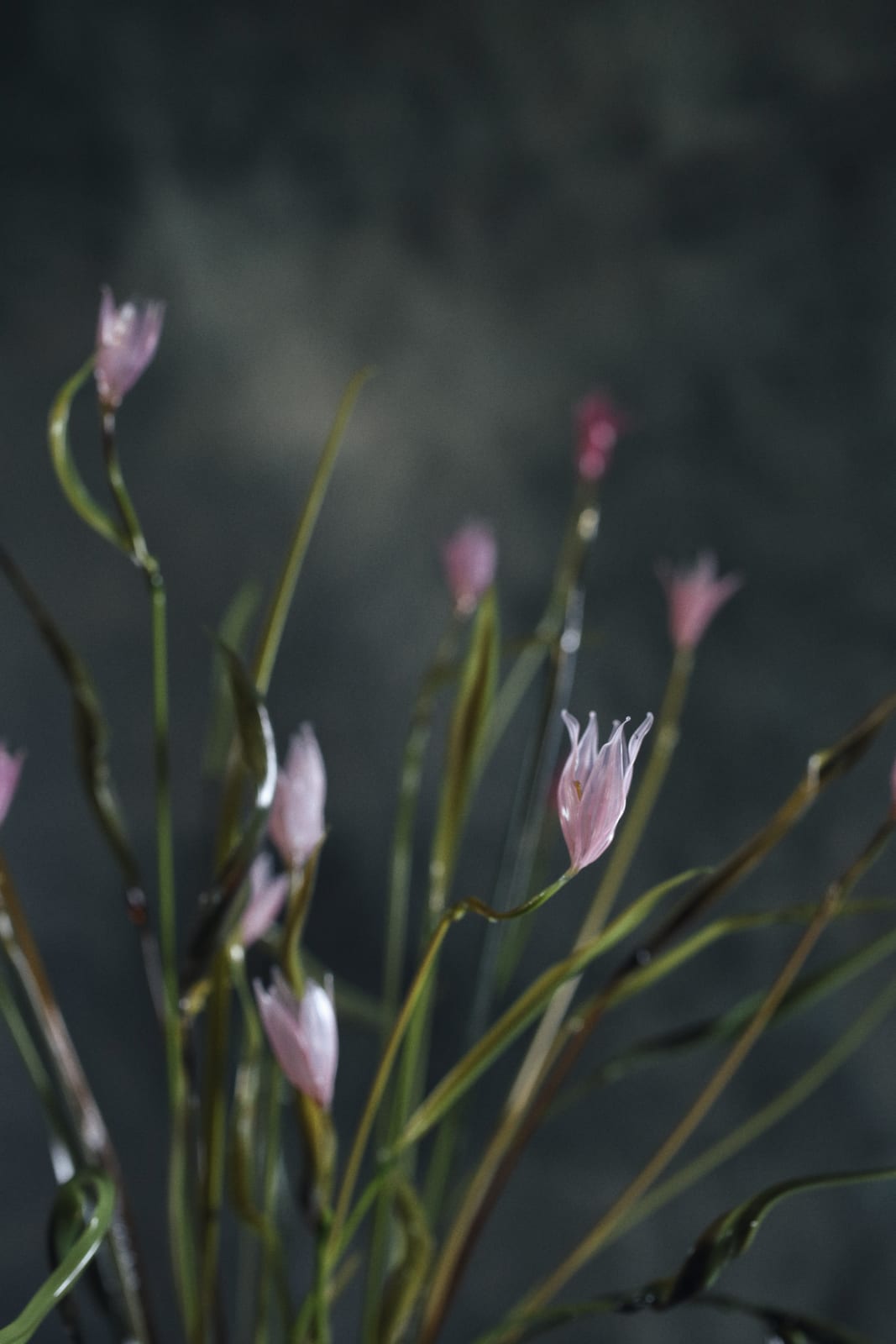 Anastasia Pribelskaya, Campanula, 2025