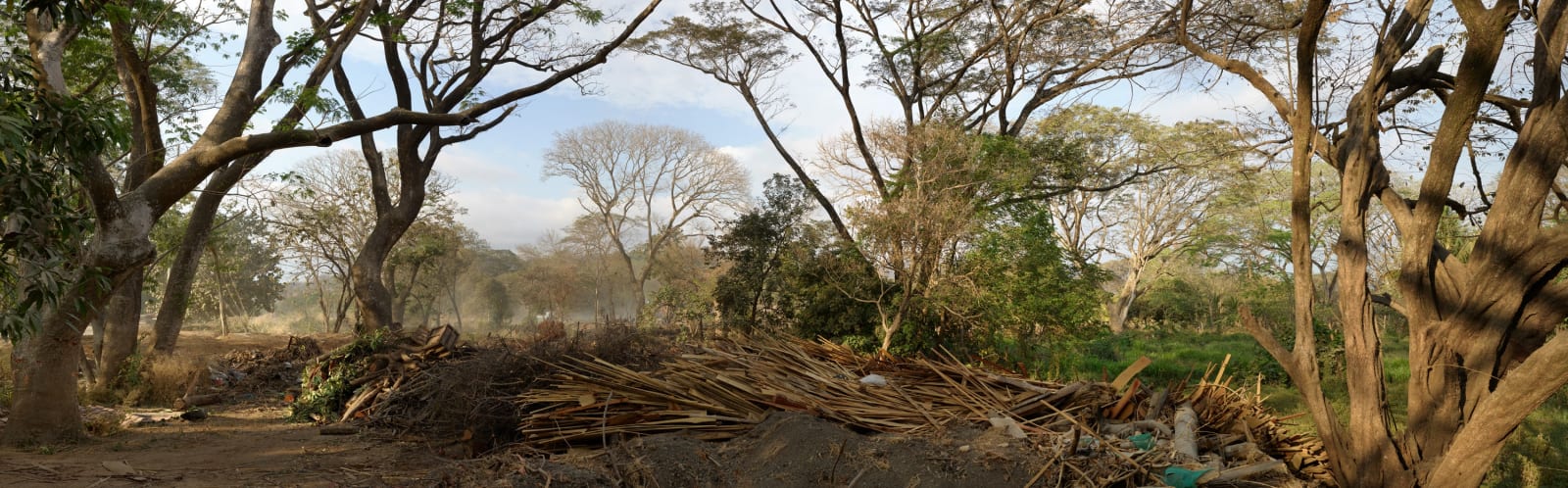 Whose Woods These Are