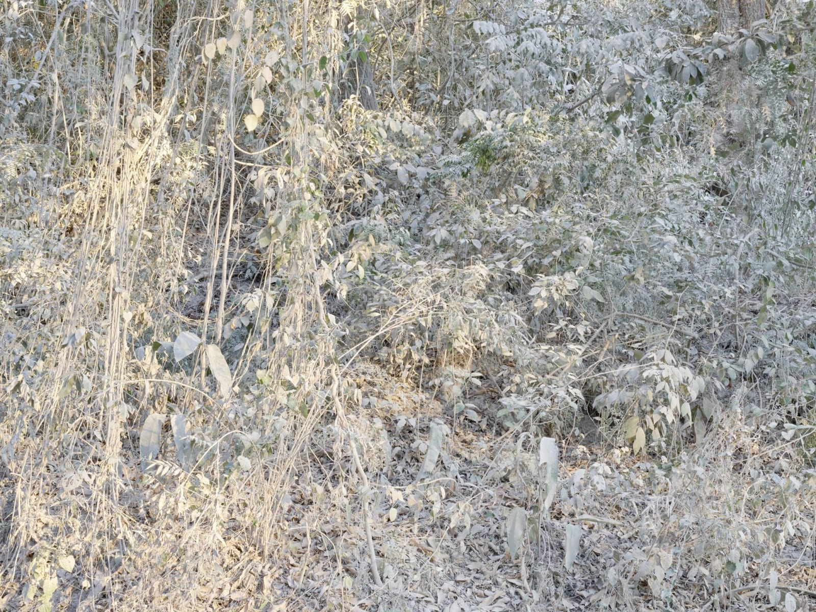 Costa Rica, No. 0270