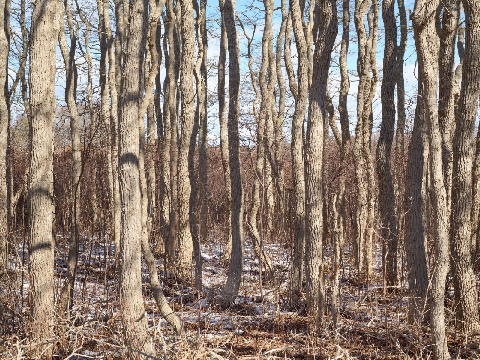 Winter Grove, No. 15321