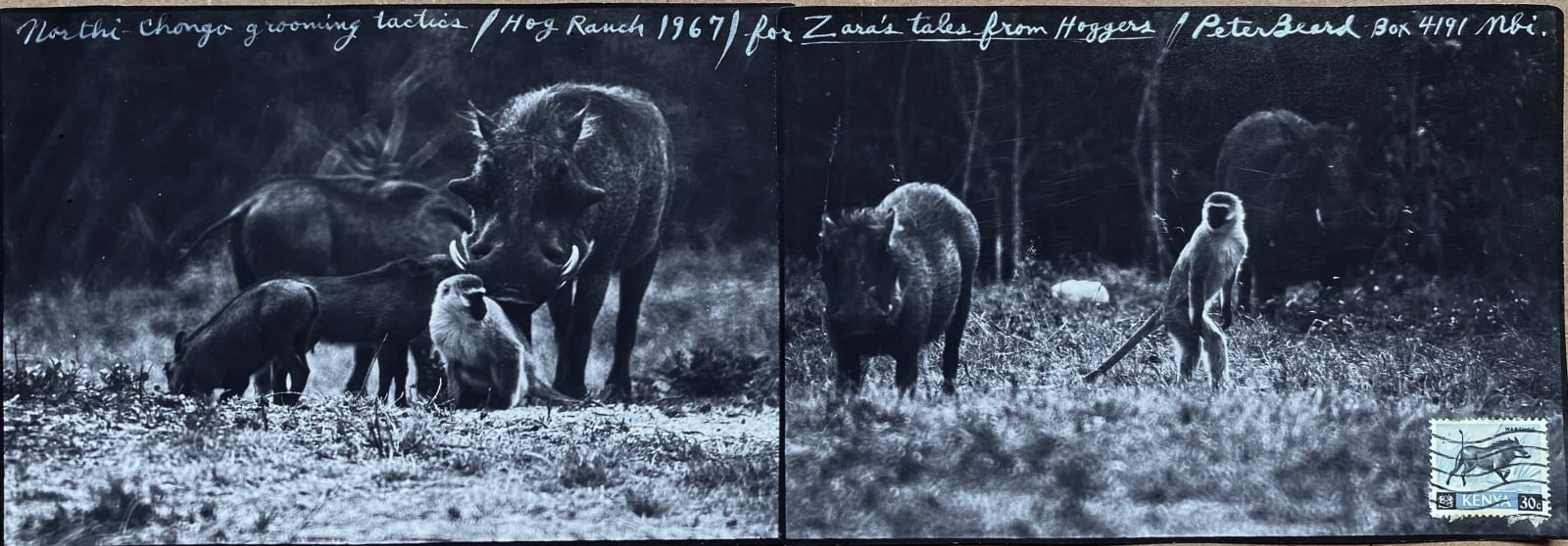 Peter Beard, Northi Chongo Grooming Tactics, for Zara's Tales. Hog Ranch, 1967