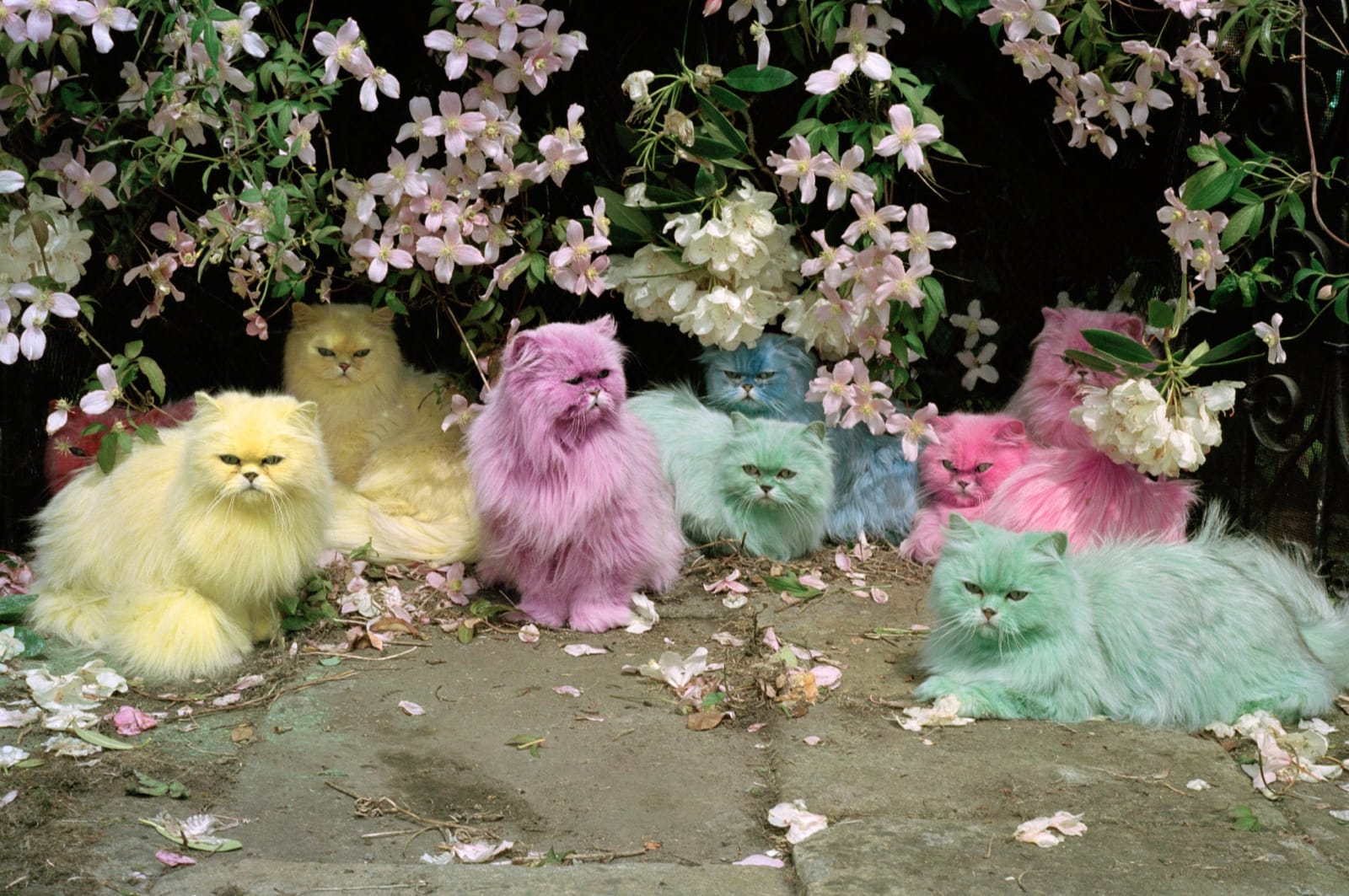 Tim Walker, Pastel cats, Eglingham Hall, Northumberland, England, 2000