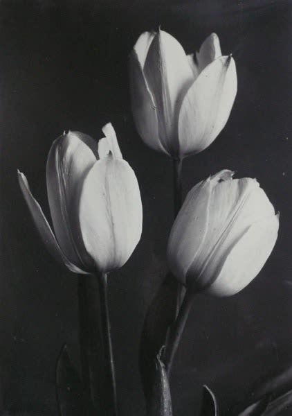 Charles Jones, Tulips, c.1900