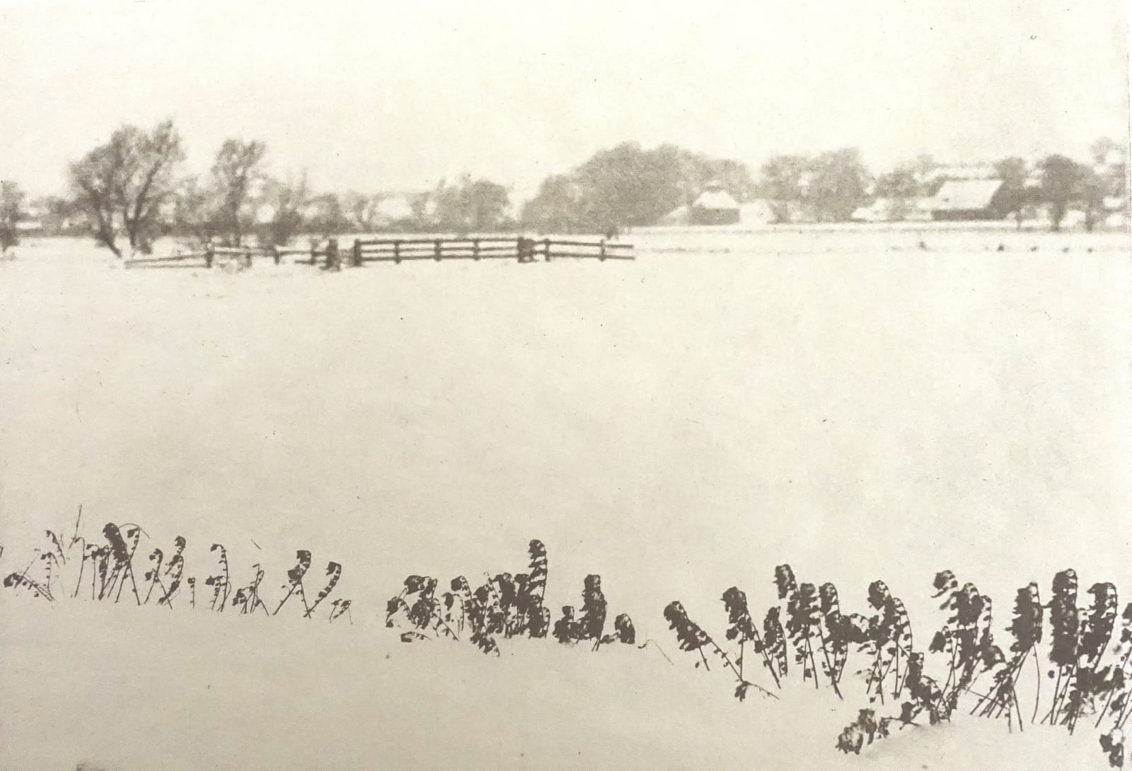 P. H. Emerson, Marsh Weeds, 1895