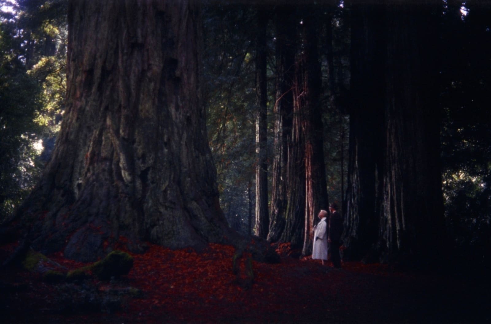 Jean Curran, Redwood Forest, The Vertigo Project, 2019