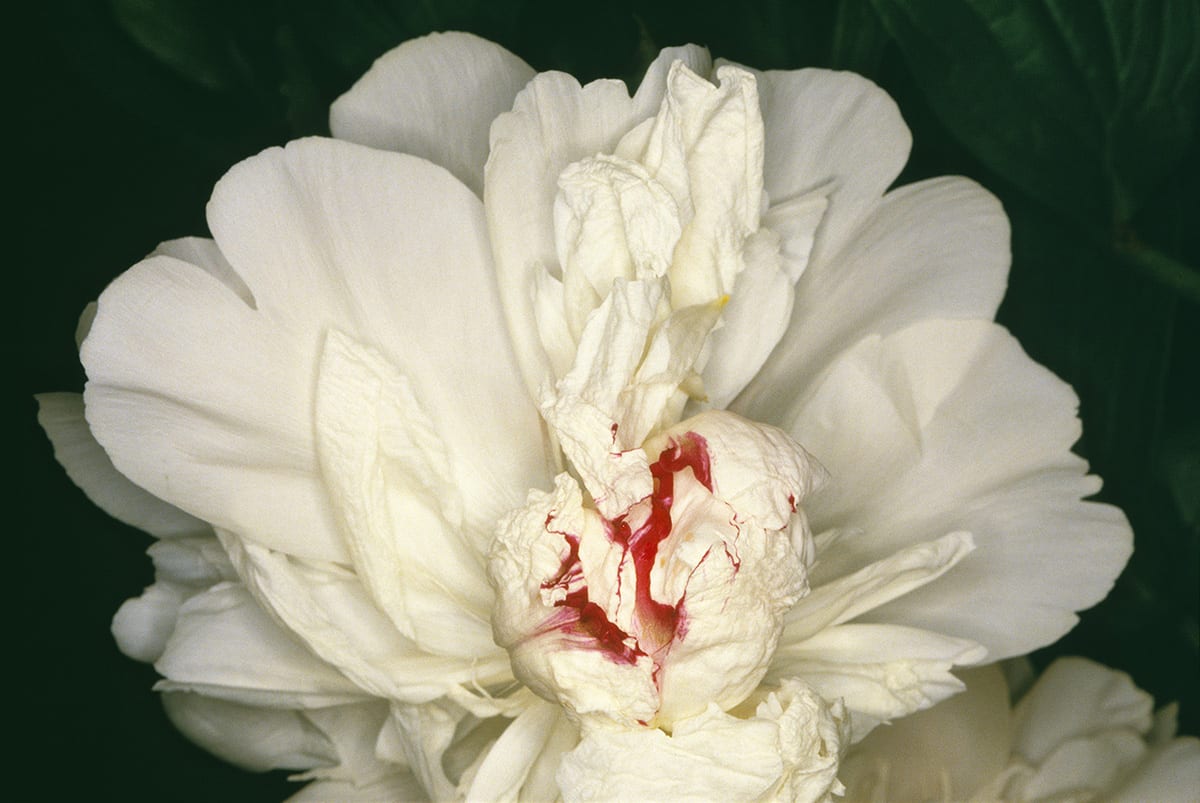 Nobuyoshi Araki, "Feast of Angels: Sex Scenes", 1992/2020 NFS DAMAGED