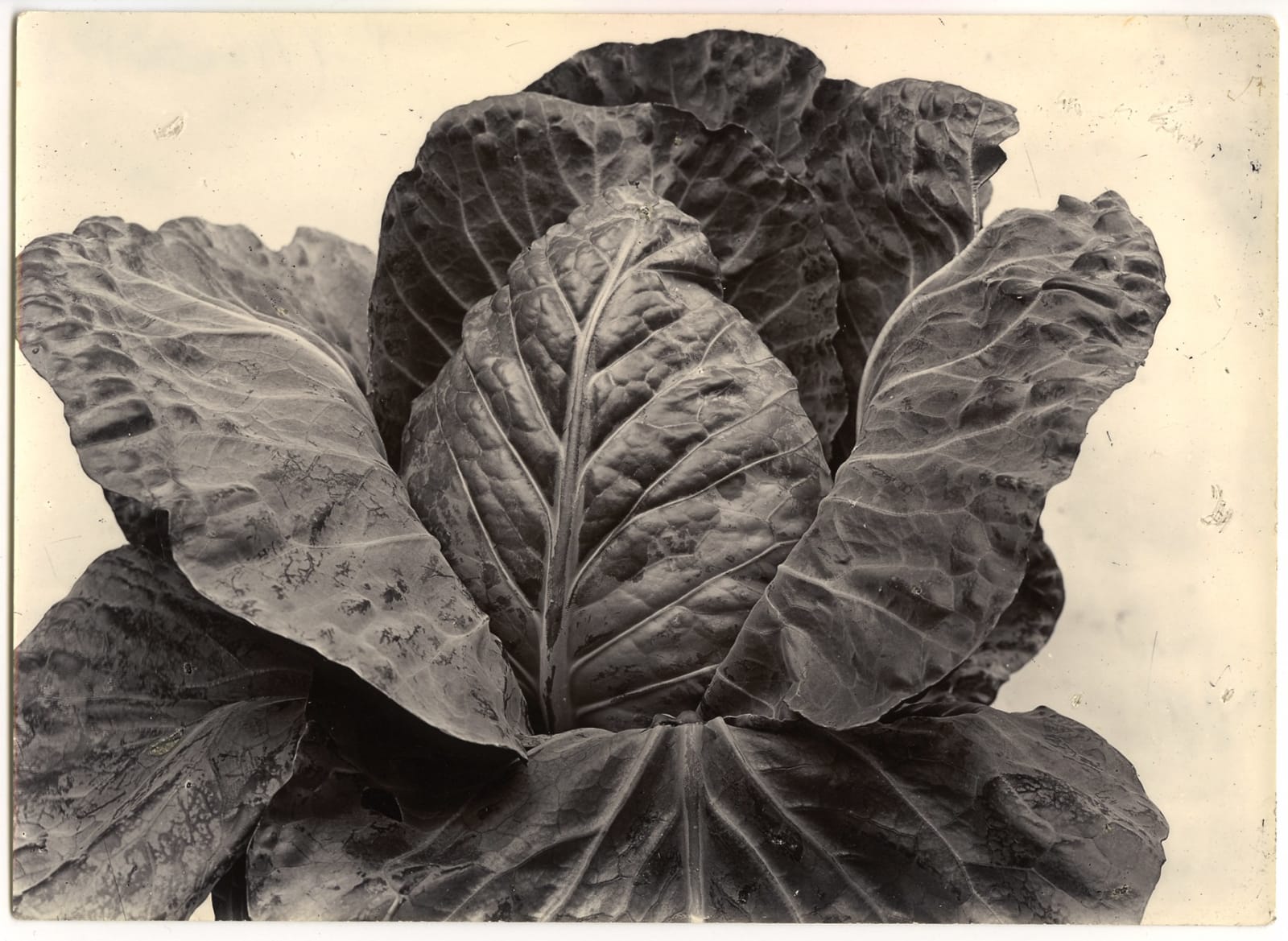 Charles Jones, Cabbage Imperial, c.1900