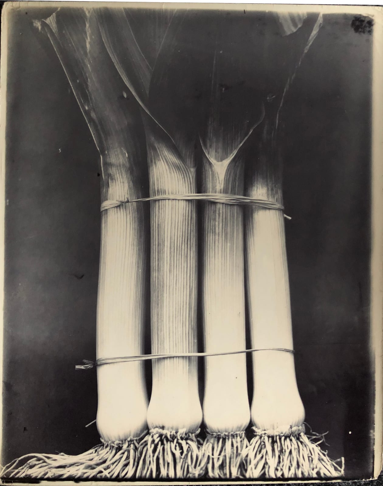 Charles Jones, Leeks, c. 1900 | Michael Hoppen Gallery