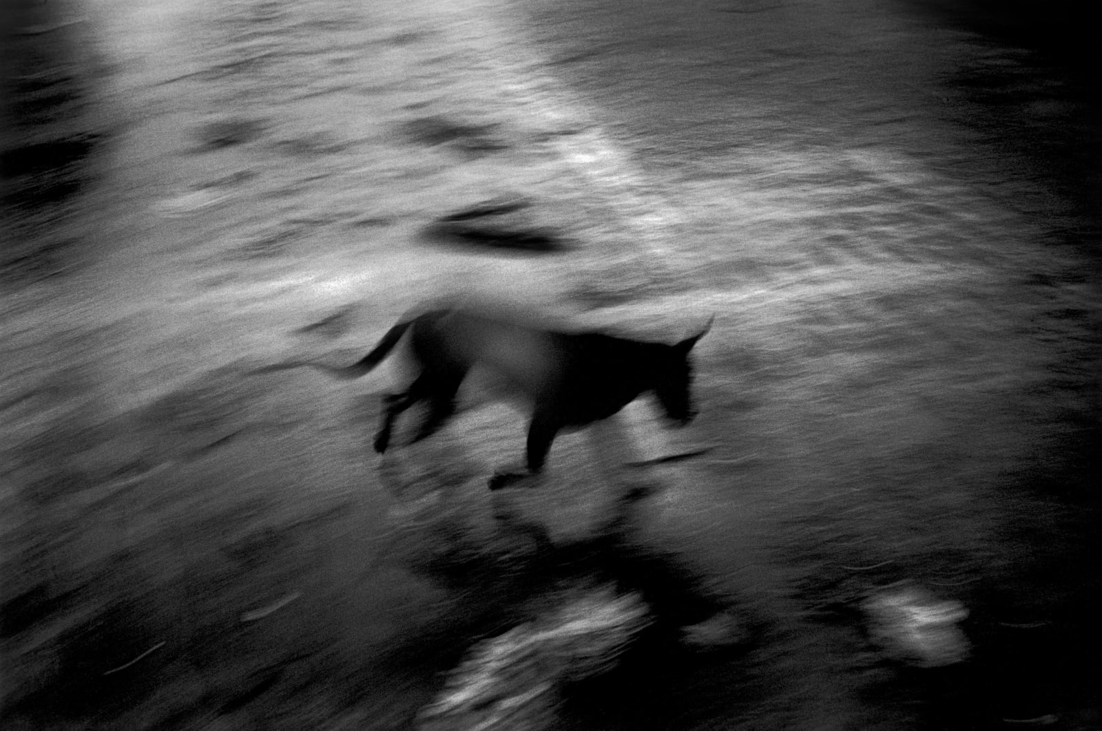 Paolo Pellegrin, A dog roaming the streets of Banda Aceh, after the 2004 Indian Ocean tsunami. Banda Aceh, Sumatra, Indonesia, 2005