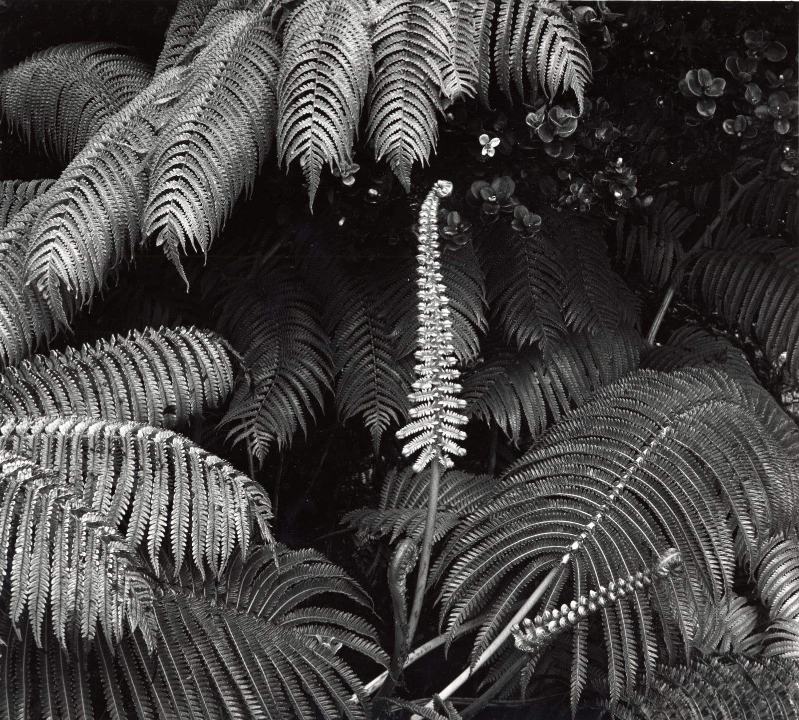 Brett Weston, Botanical, Fern, Hawaii, 1980
