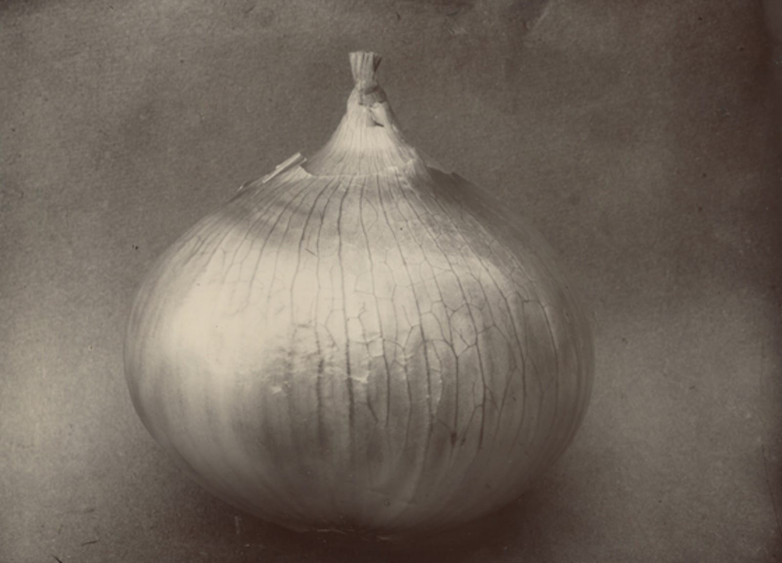 Charles Jones, Onion Ailsa Craig, c.1900