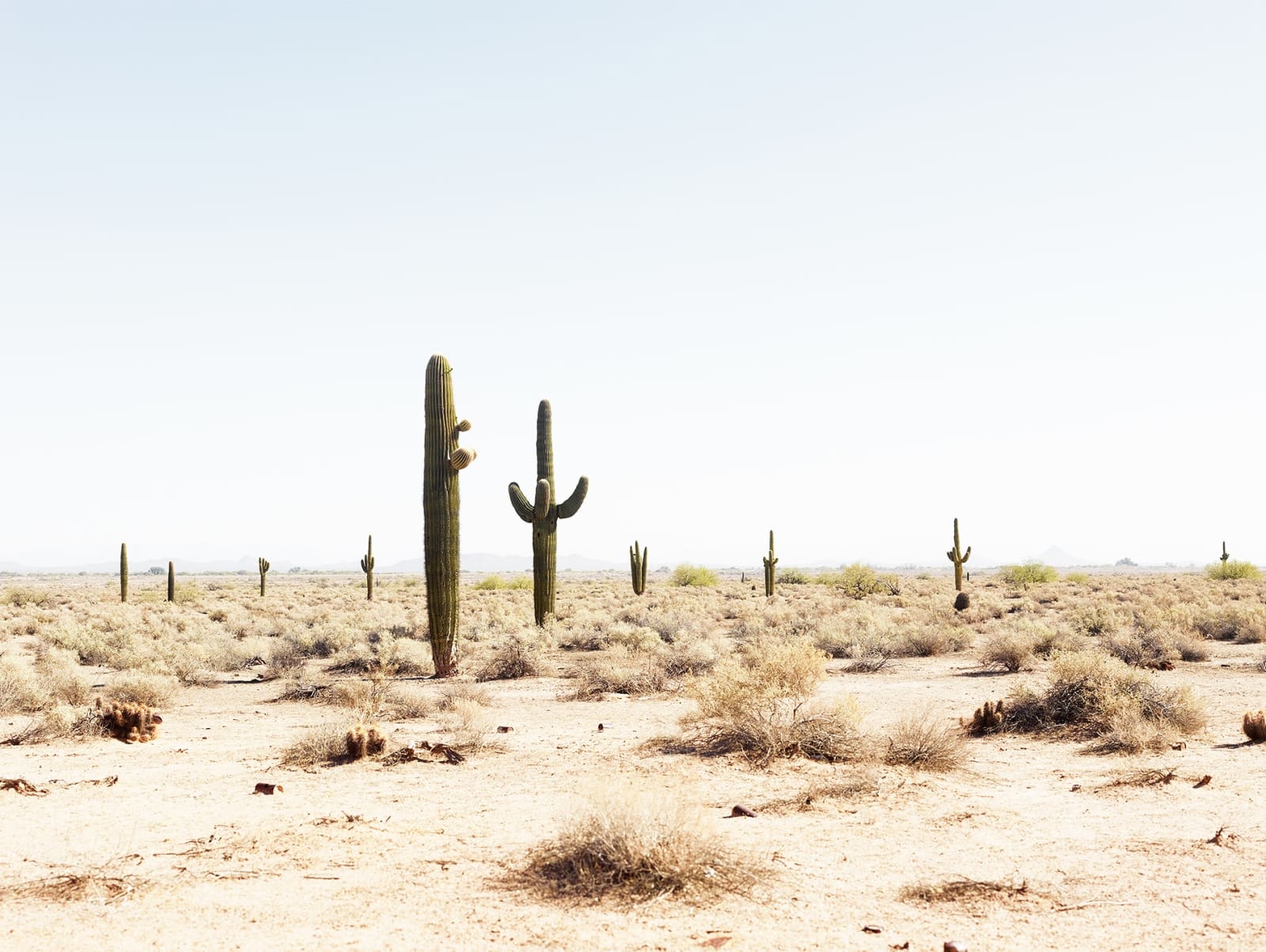 Josef Hoflehner, Desert, Tucson, Arizona, 2013
