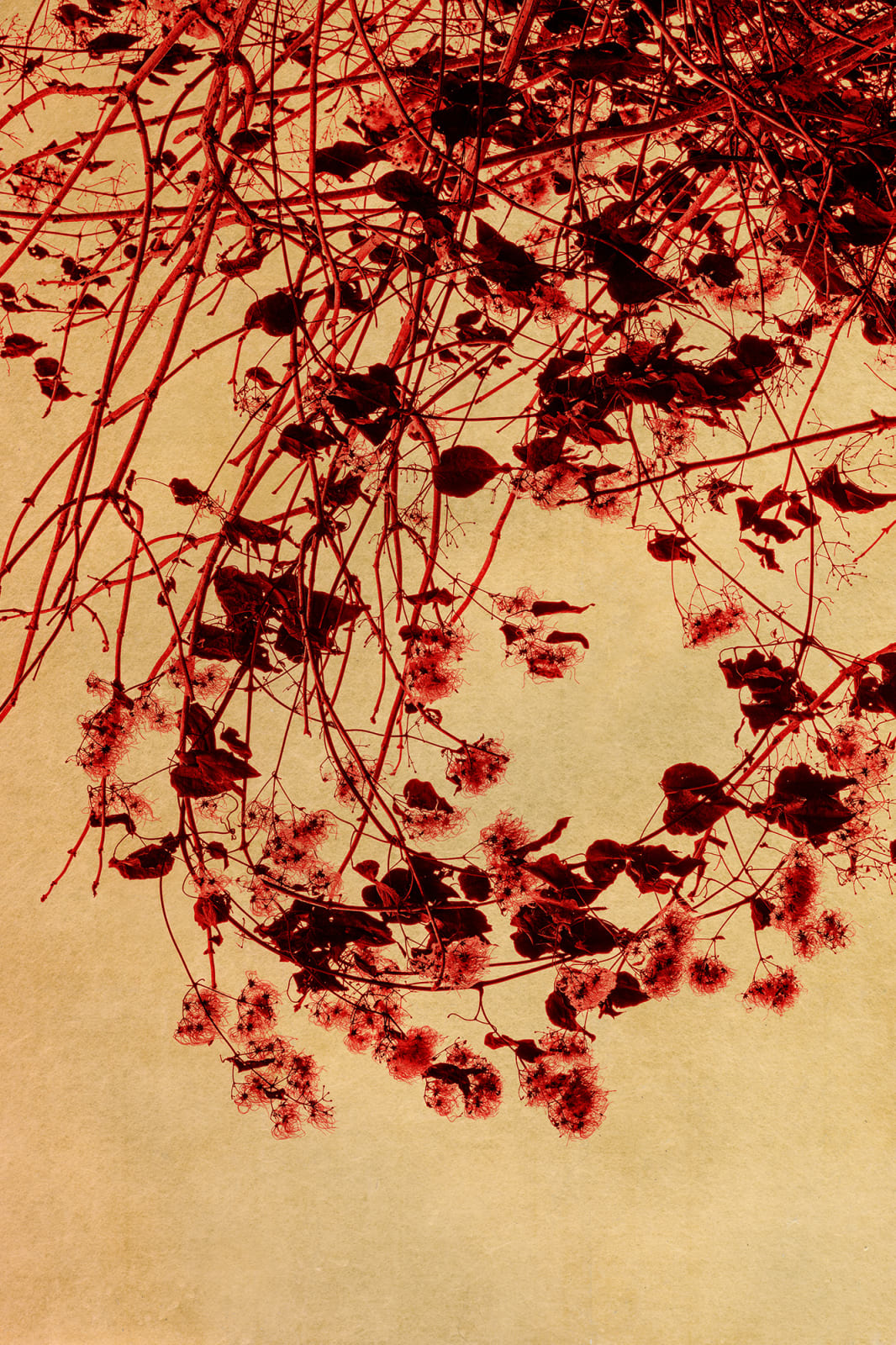 Albarrán Cabrera, The Mouth of Krishna #888, 2021