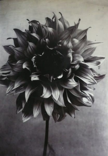 Charles Jones, Decorative Dahlia California, c.1900