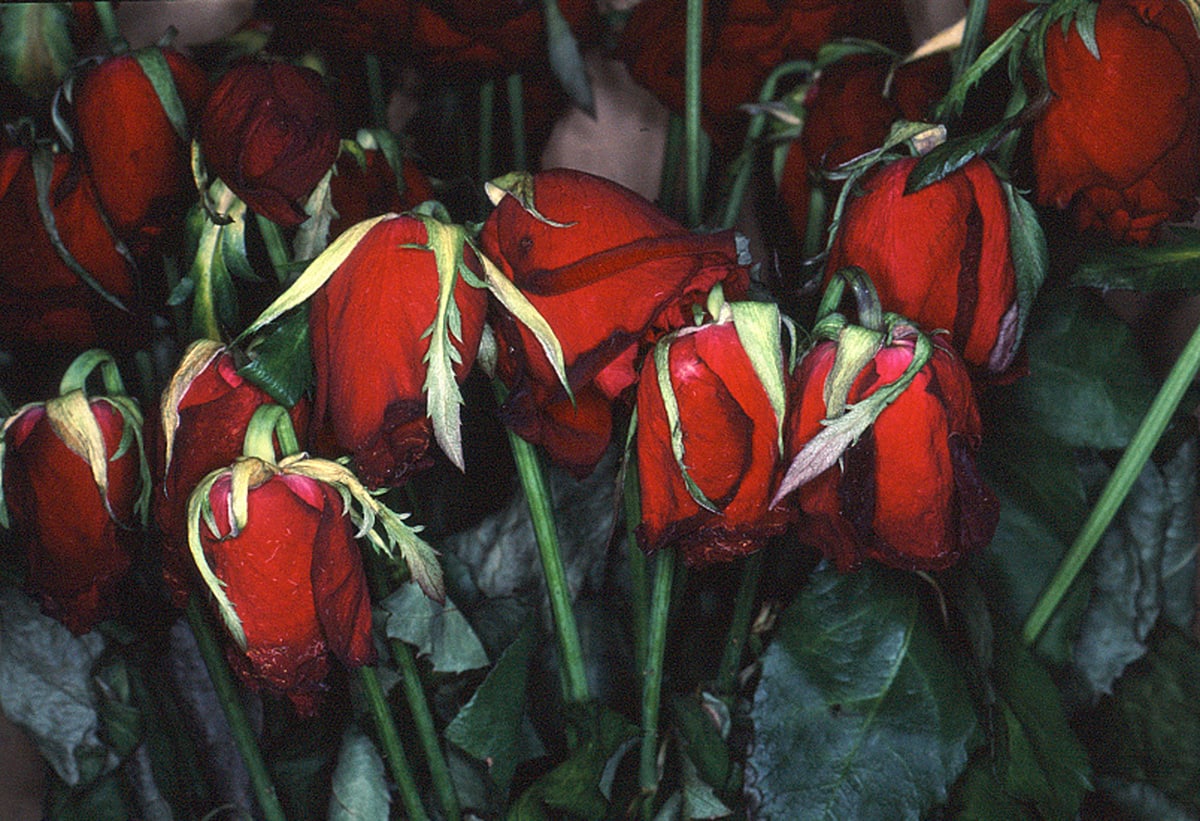 Nobuyoshi Araki, "Flower Rondeau", 1997/2020