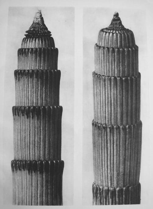 Karl Blossfeldt, Equisetum hyemale, Rough horsetail, Urformen der Kunst, 1928