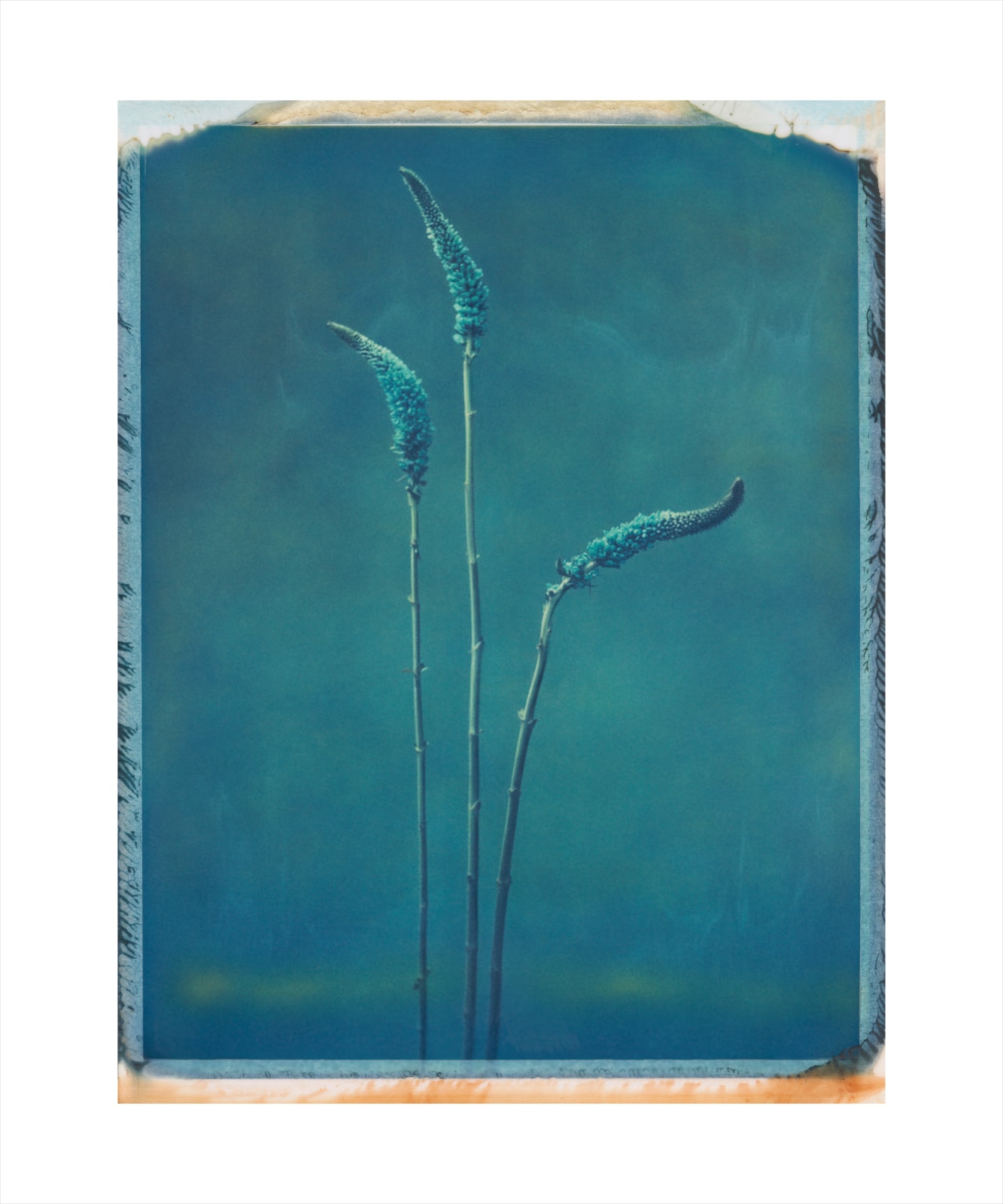 Nikolai von Bismarck,