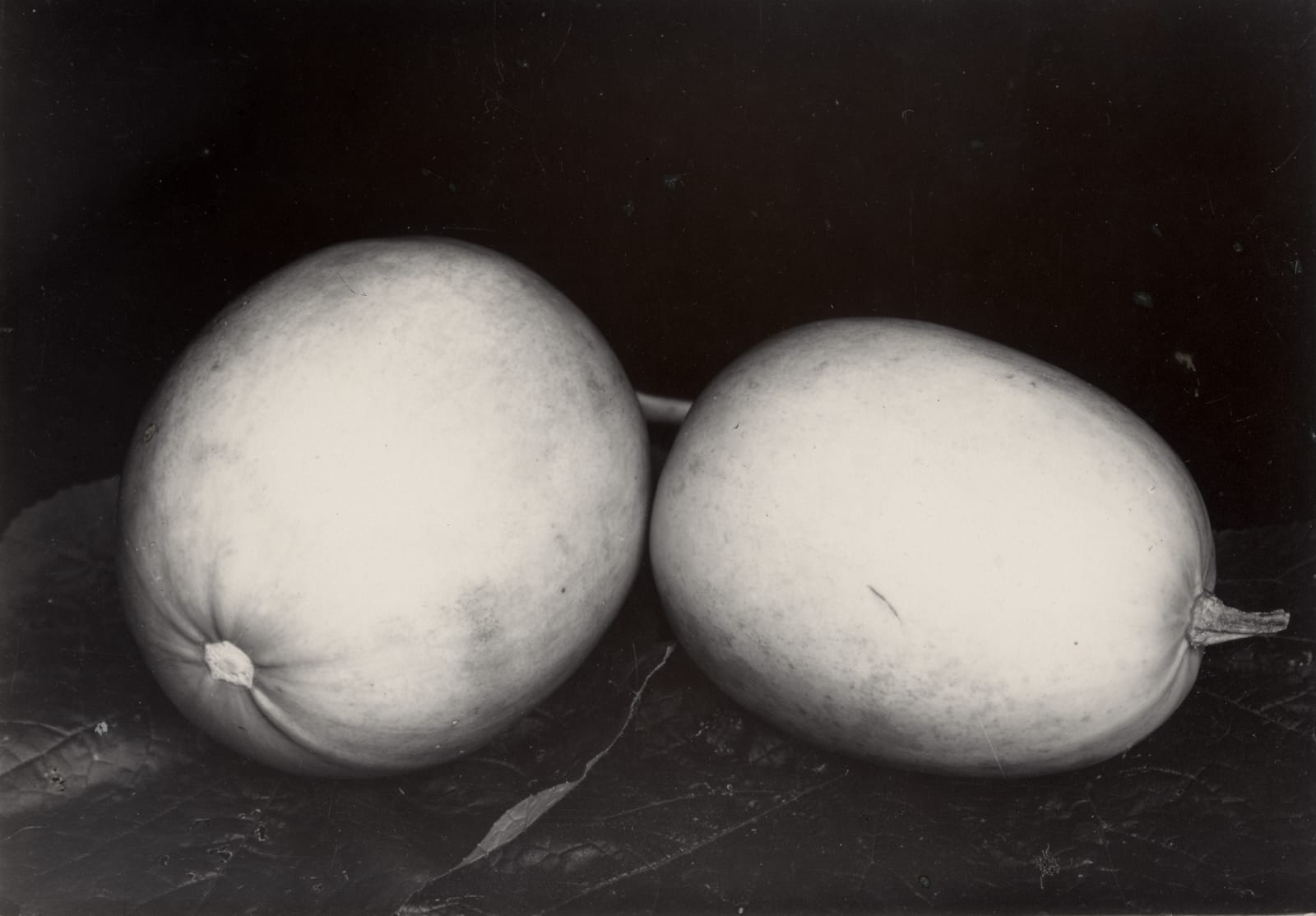 Charles Jones, Vegetable Marrow, c.1900