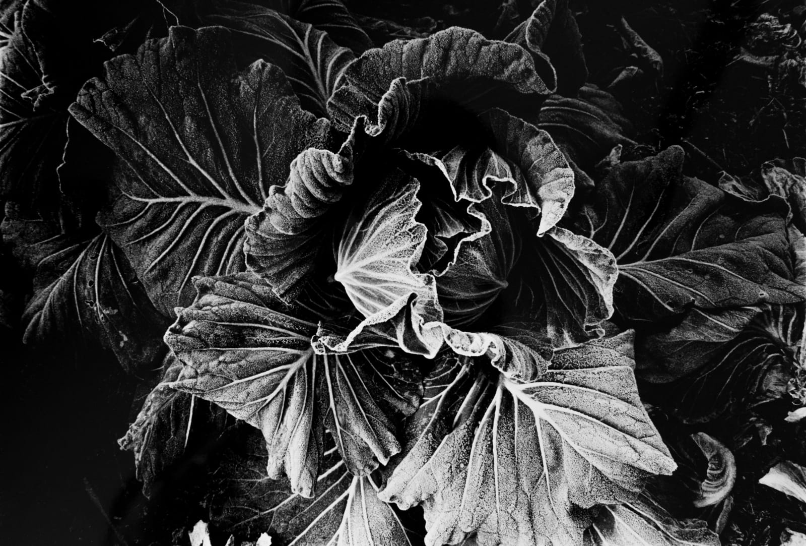 Daido Moriyama, Cabbage, 1989