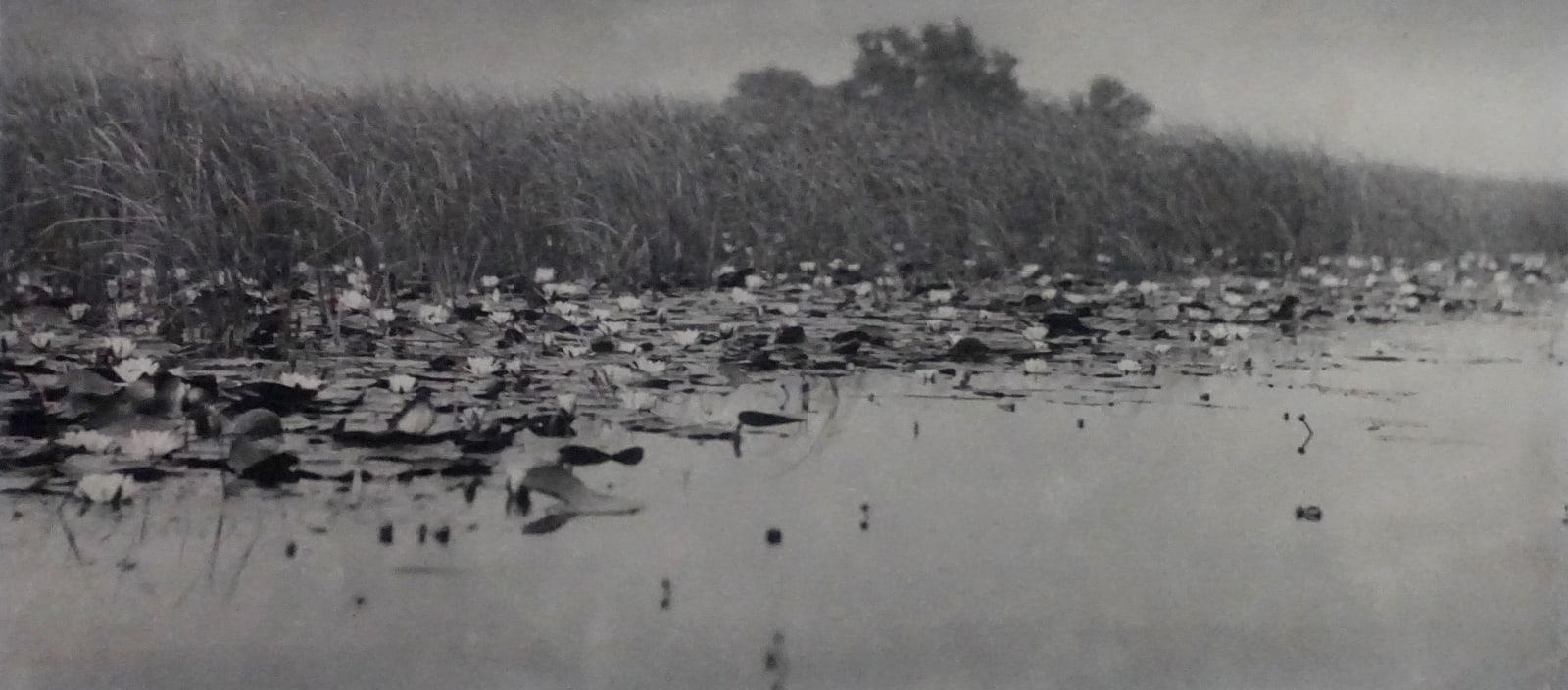 P. H. Emerson, The Waterlilies, 1886