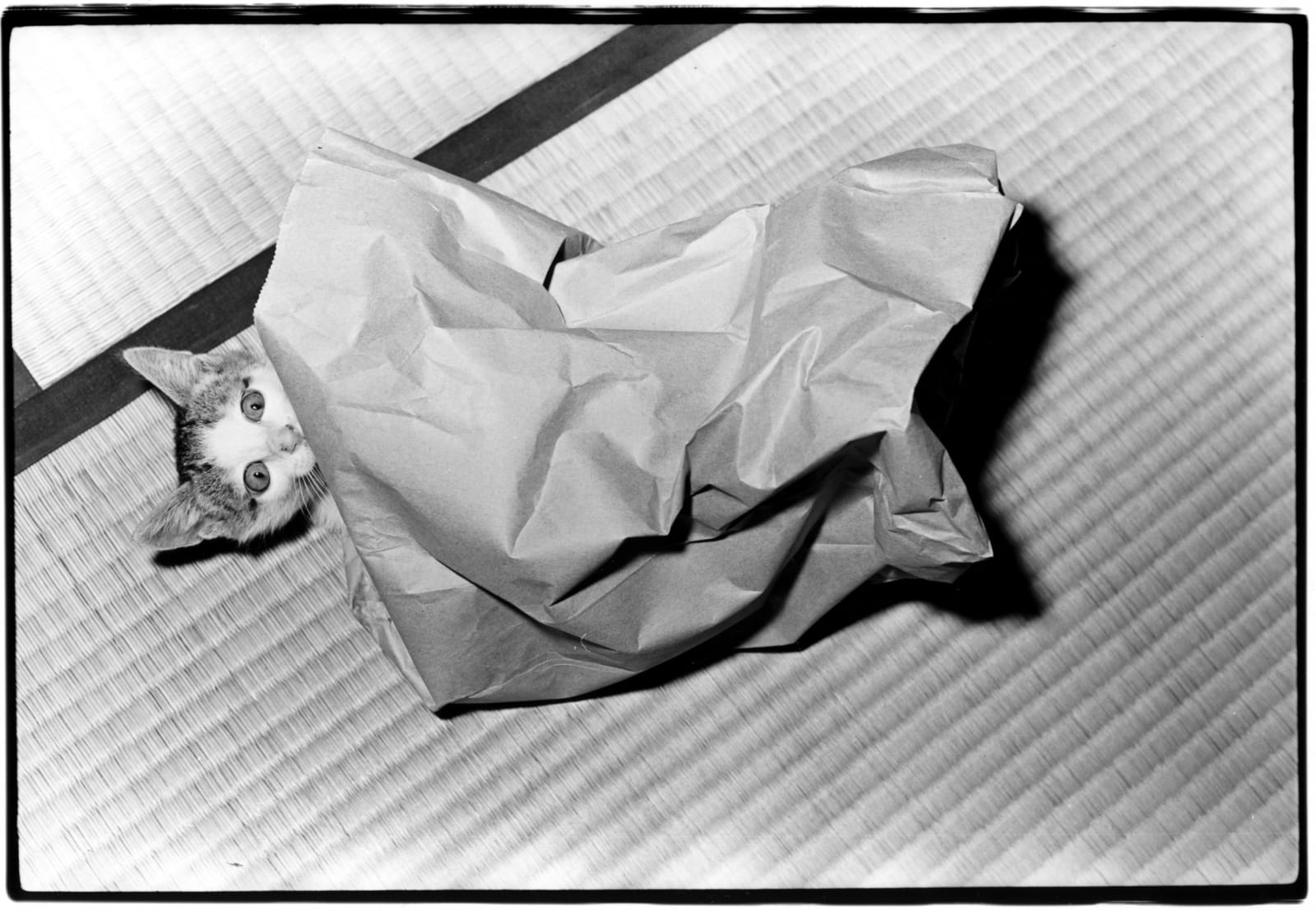 Masahisa Fukase, Sasuke!! My Dear Cat , 1978