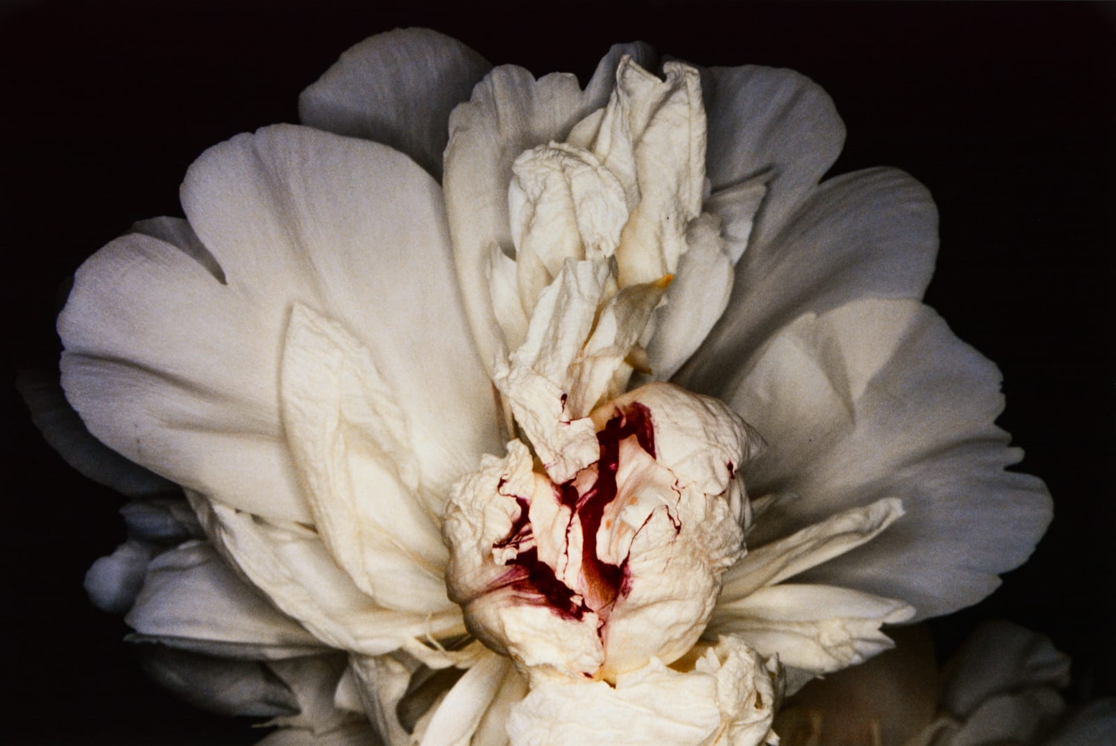 Nobuyoshi Araki, Feast of Angels: Sex Scenes, 1992