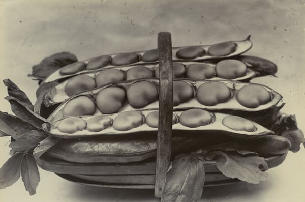 Charles Jones, Beans in a Basket, c.1900