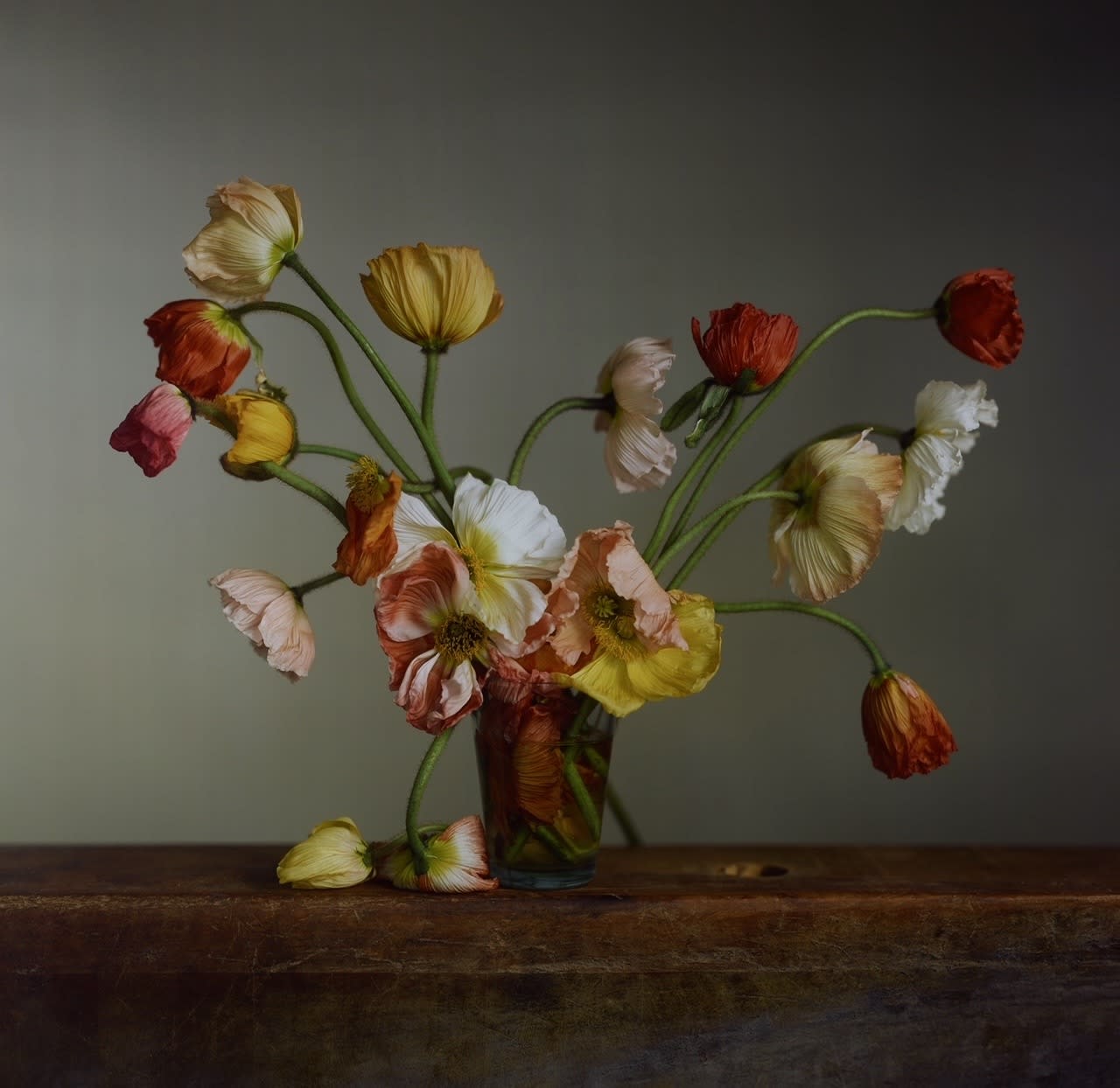 Richard Learoyd, Untitled, Poppies, 2024