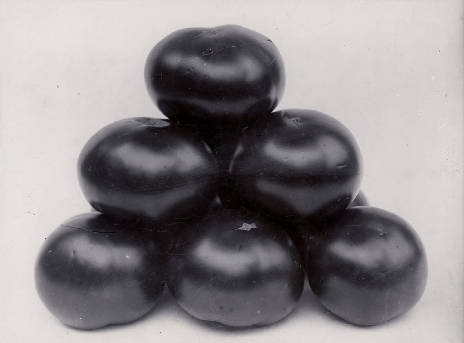 Charles Jones, Tomato, Duke of York, c.1900
