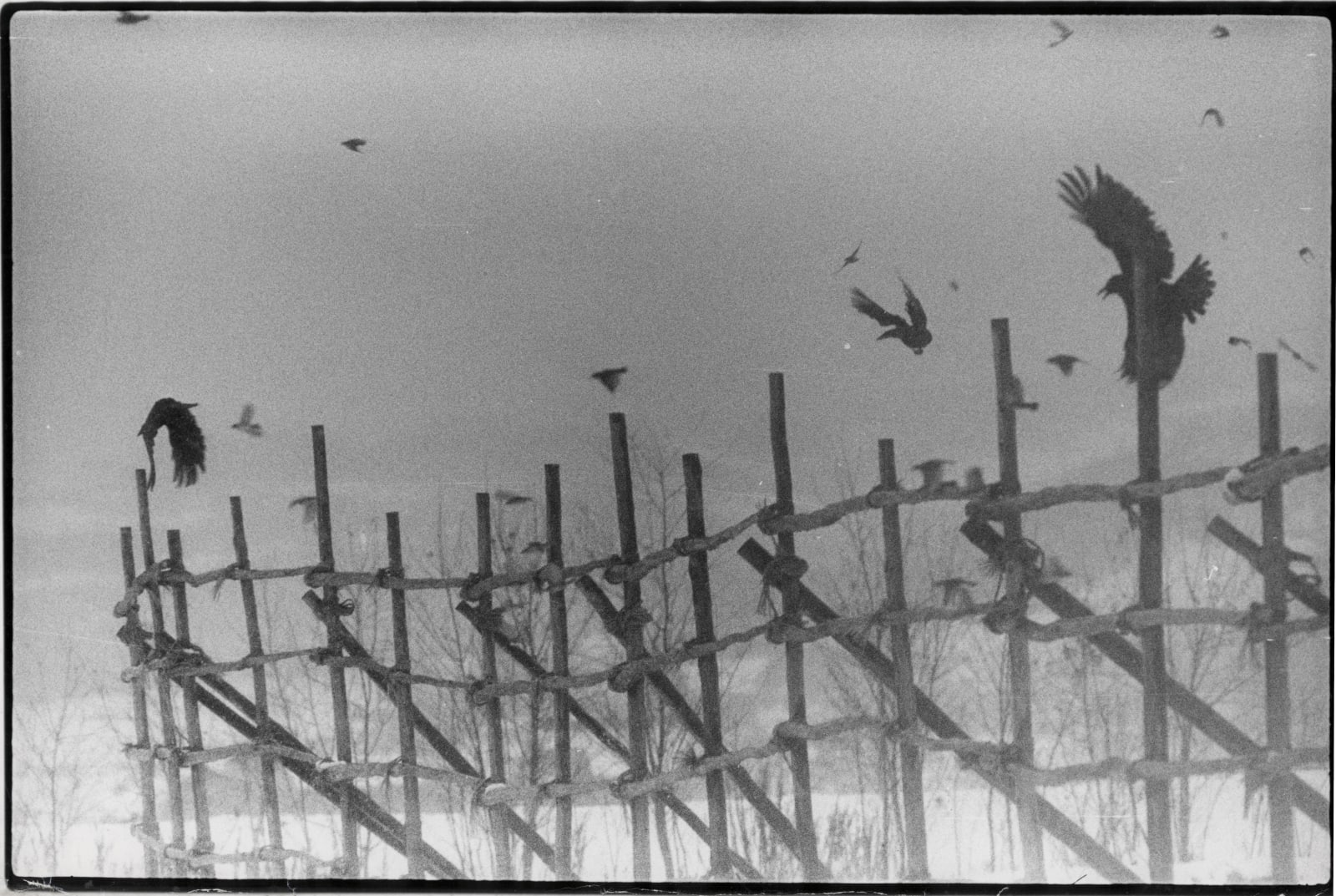 Masahisa Fukase, Nayoro, from the Solitude of Ravens, 1977
