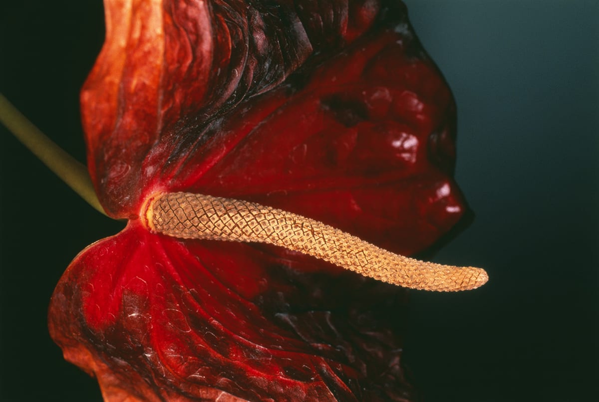 Nobuyoshi Araki, Flower Rondeau, 1997/2019