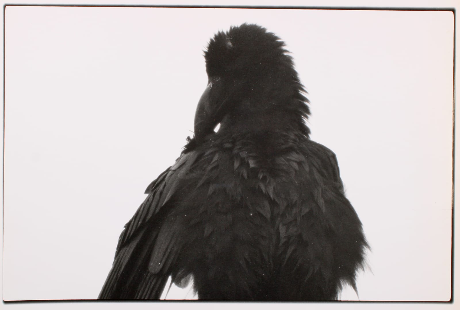 Masahisa Fukase, Erimo Cape, (variant), 1976