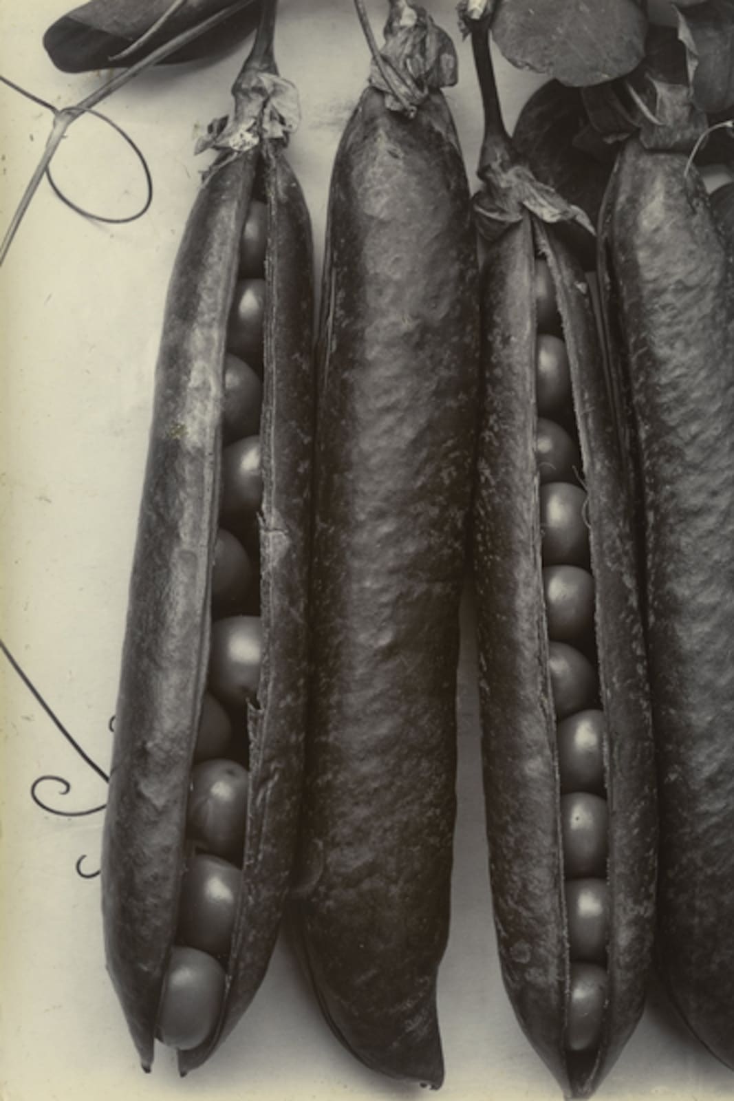 Charles Jones, Peas, c. 1900