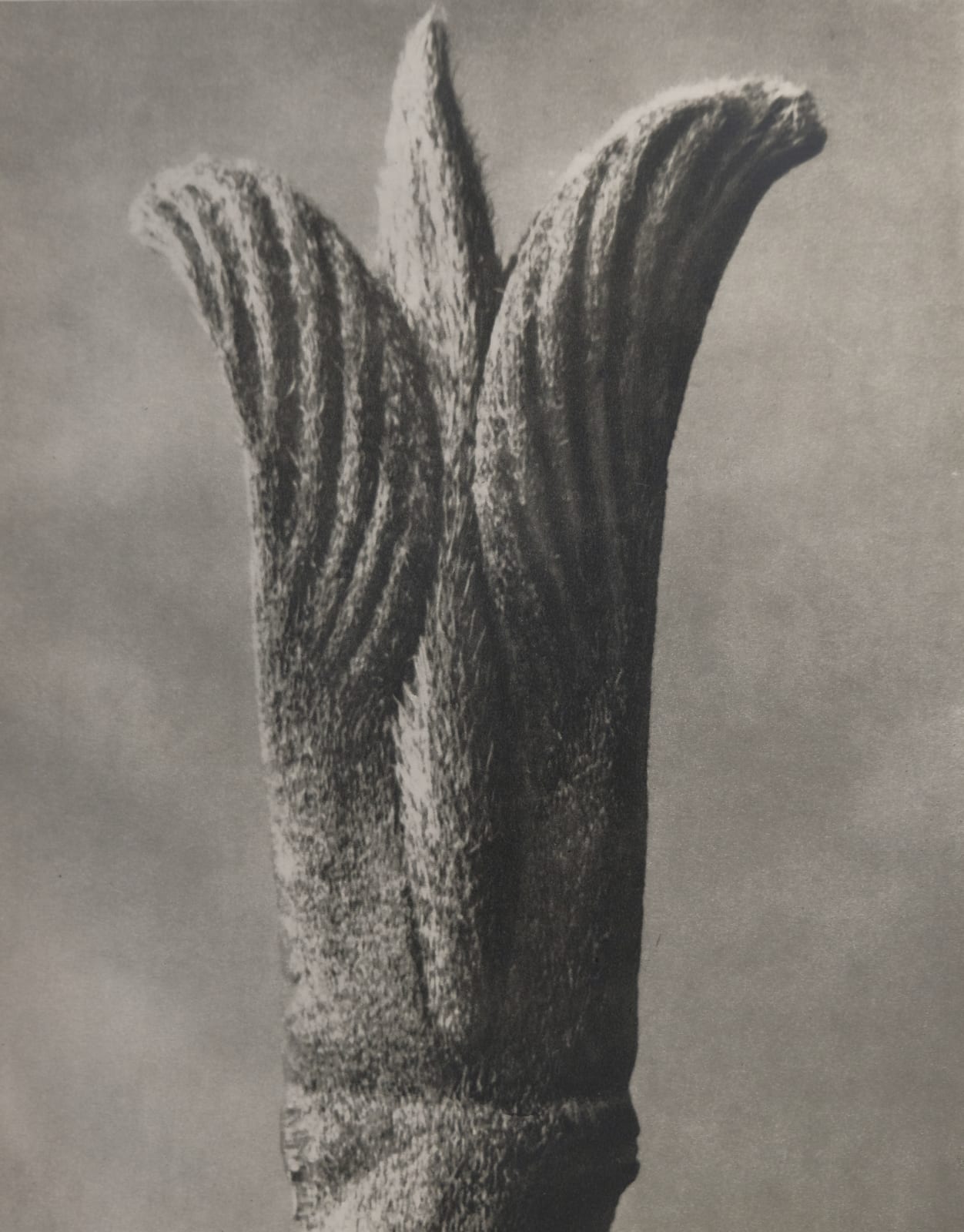 Karl Blossfeldt,
