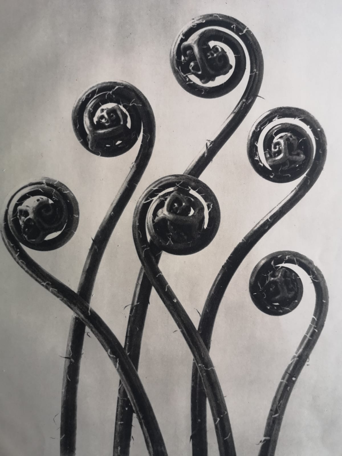 Karl Blossfeldt, Adiantum pedatum (Maiden hair fern) From Wunder In Der Natur, 1932