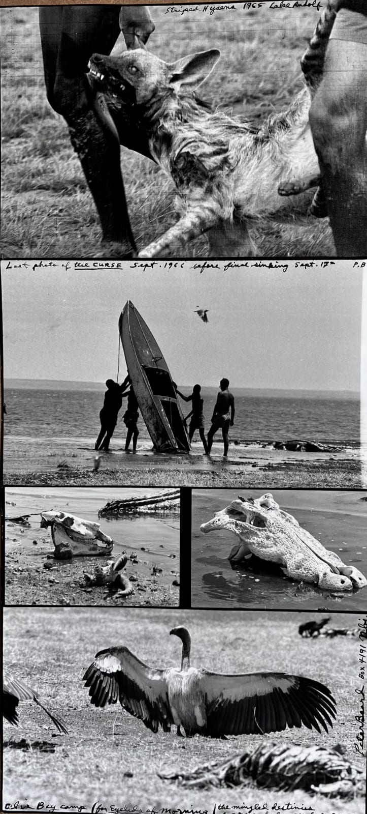 Peter Beard, Last Photo of 'The Curse', Alia Bay, Sept 1966
