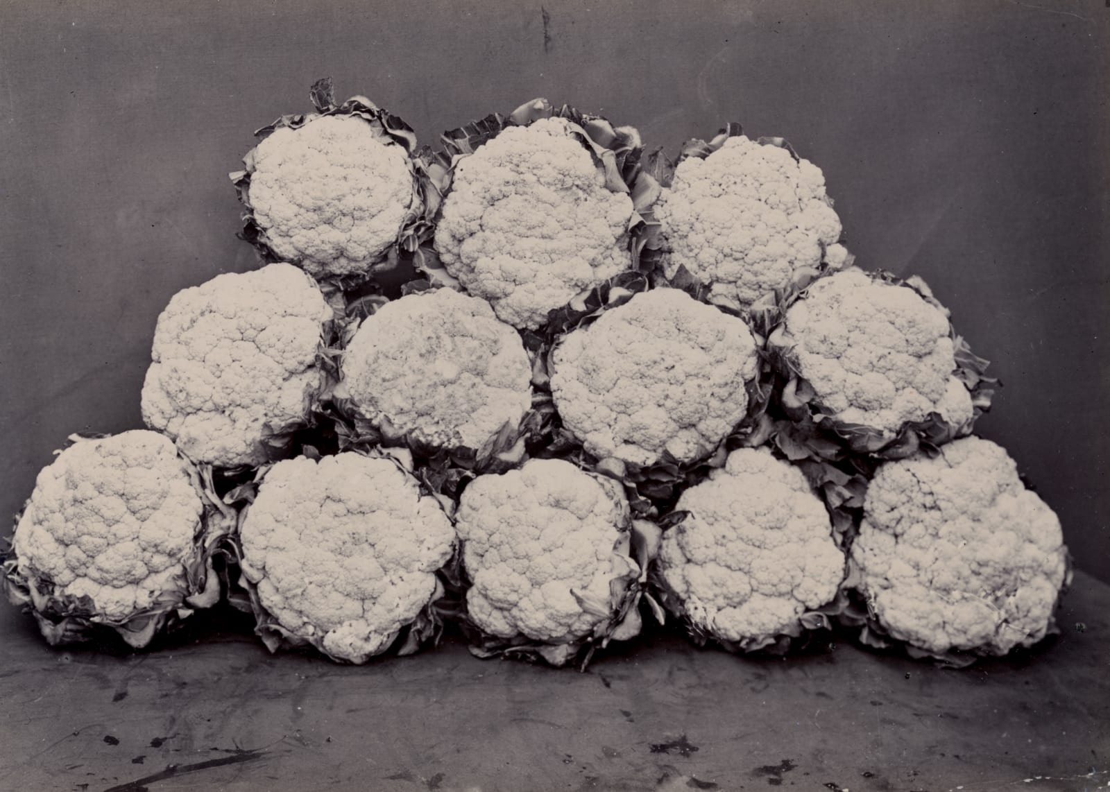 Charles Jones, Broccoli, c.1900