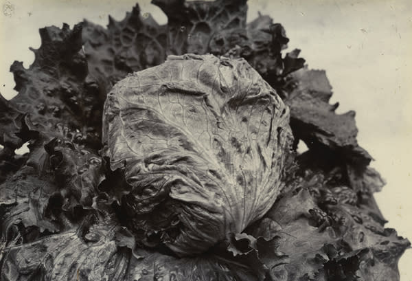 Charles Jones, Cabbage Lettuce, c.1900