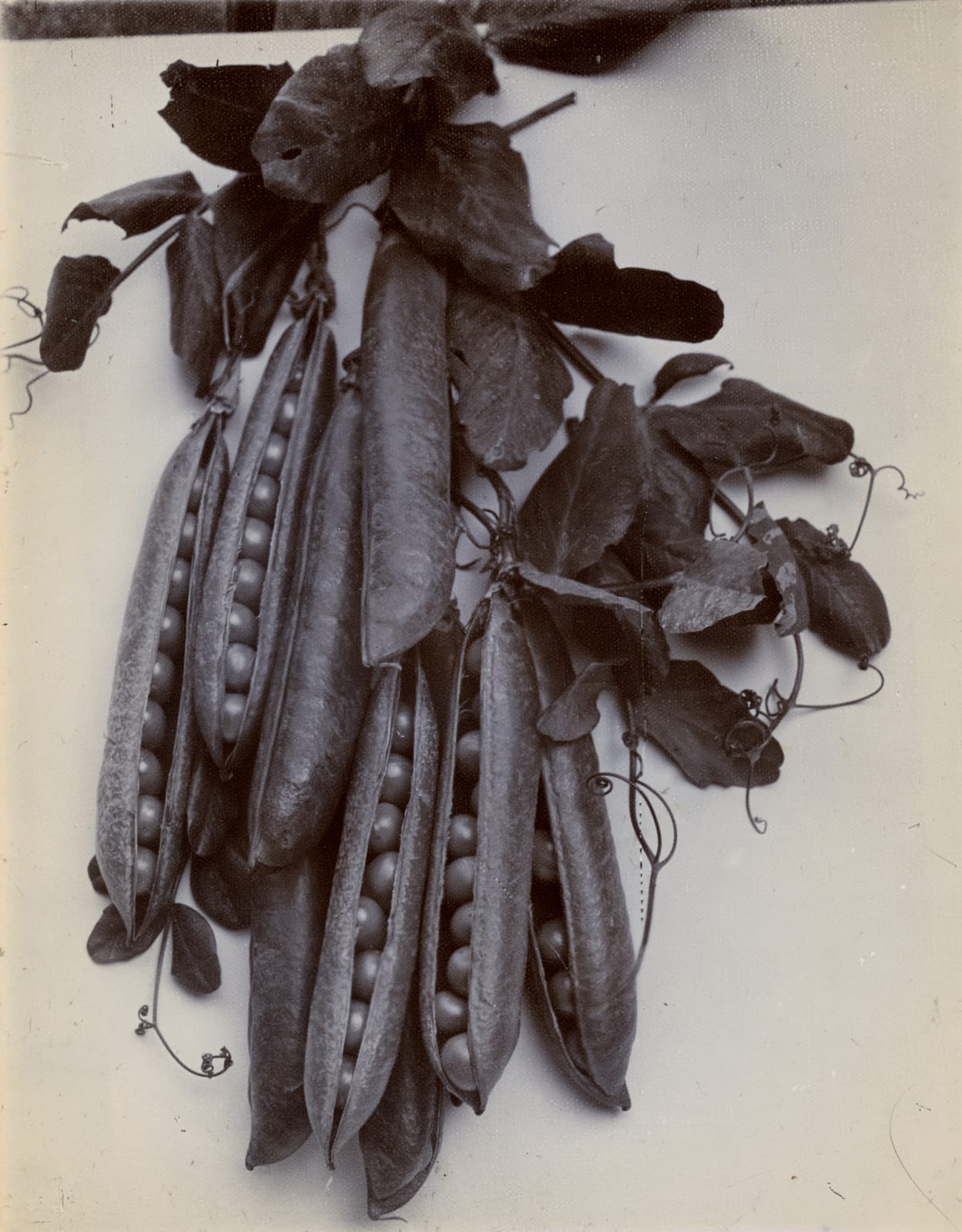 Charles Jones, Peas, c.1900