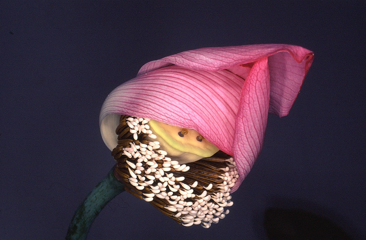 Nobuyoshi Araki, "Flower Rondeau", 1997/2020