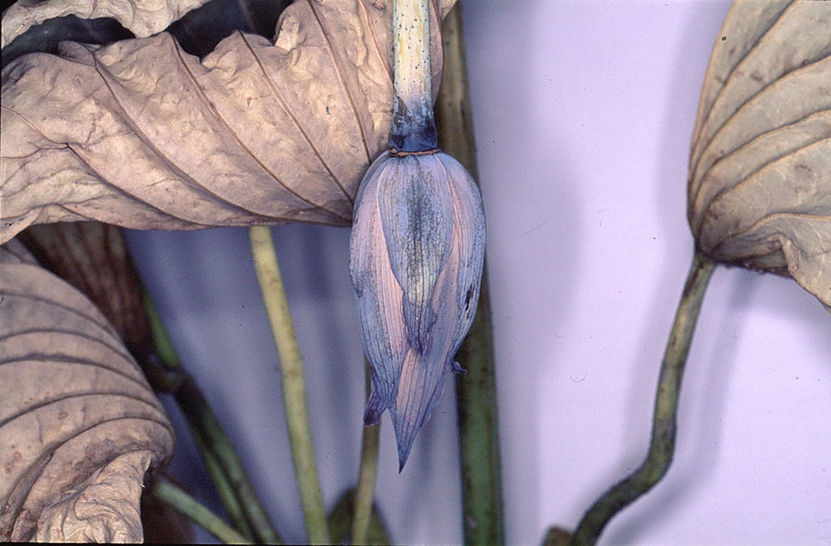 Nobuyoshi Araki, Flower Rondeau, 1997