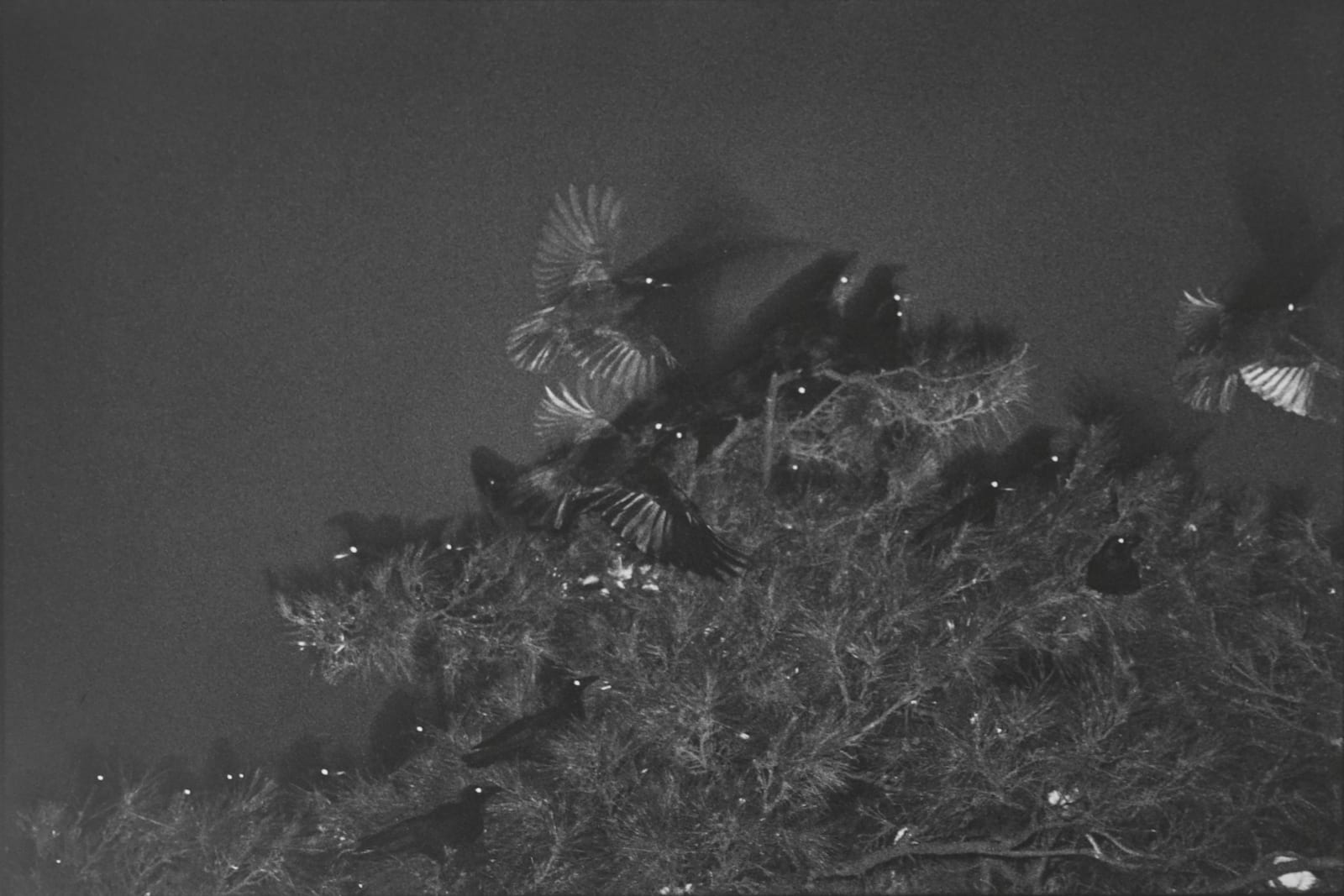 Masahisa Fukase, Untitled, from the Solitude of Ravens, 1976-1986