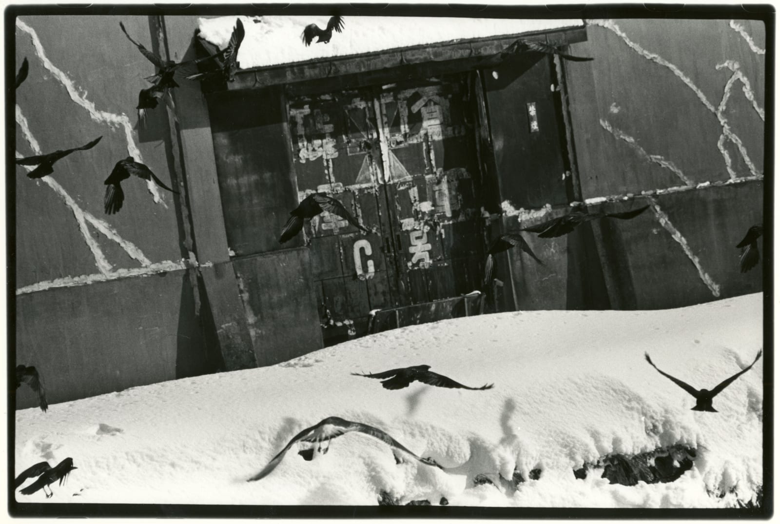 Masahisa Fukase, Untitled, from the Solitude of Ravens, 1975-1985