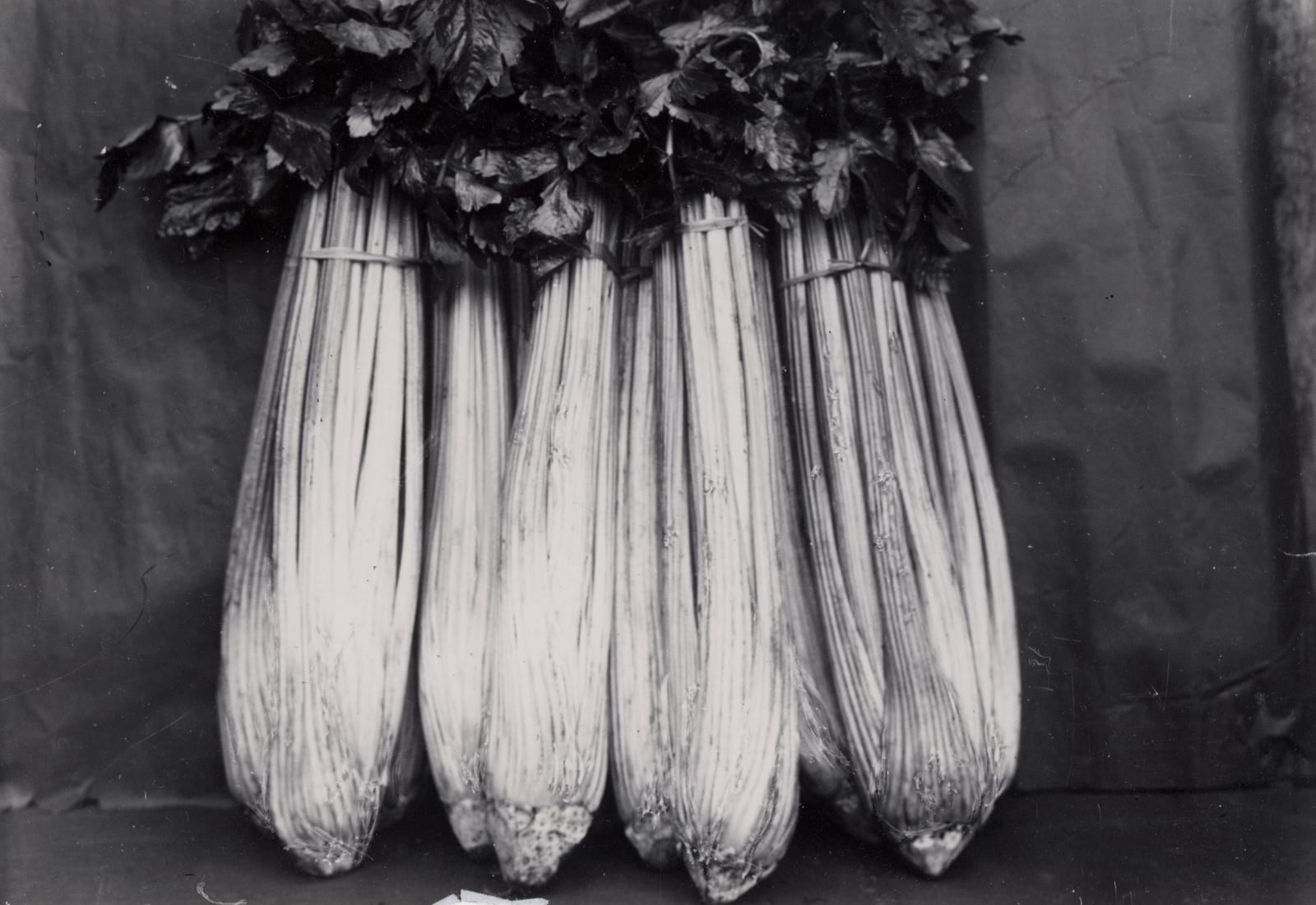 Charles Jones, Untitled, c.1900